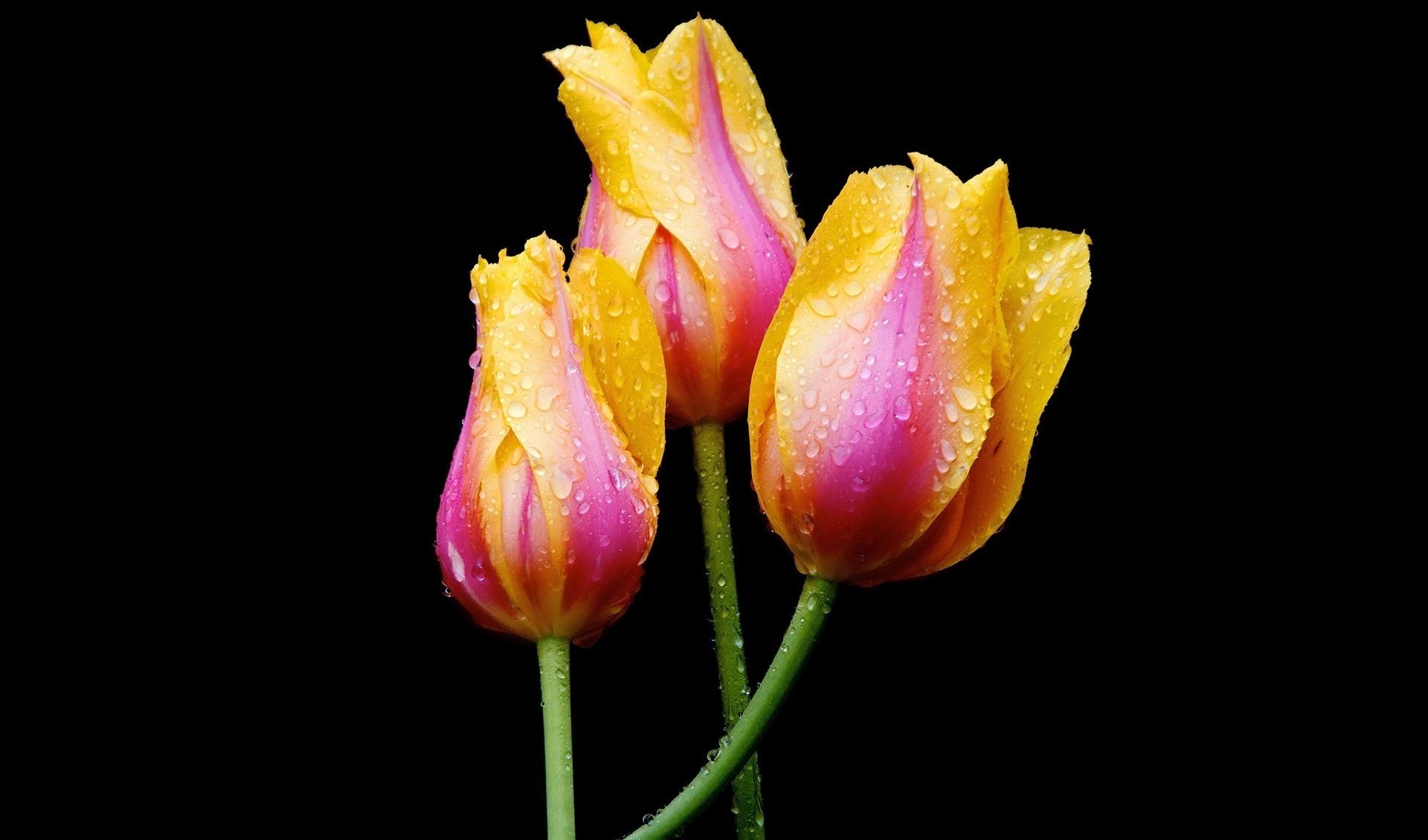 Téléchargez des papiers peints mobile Fleur, Tulipe, Terre/nature, Goutte D'eau gratuitement.