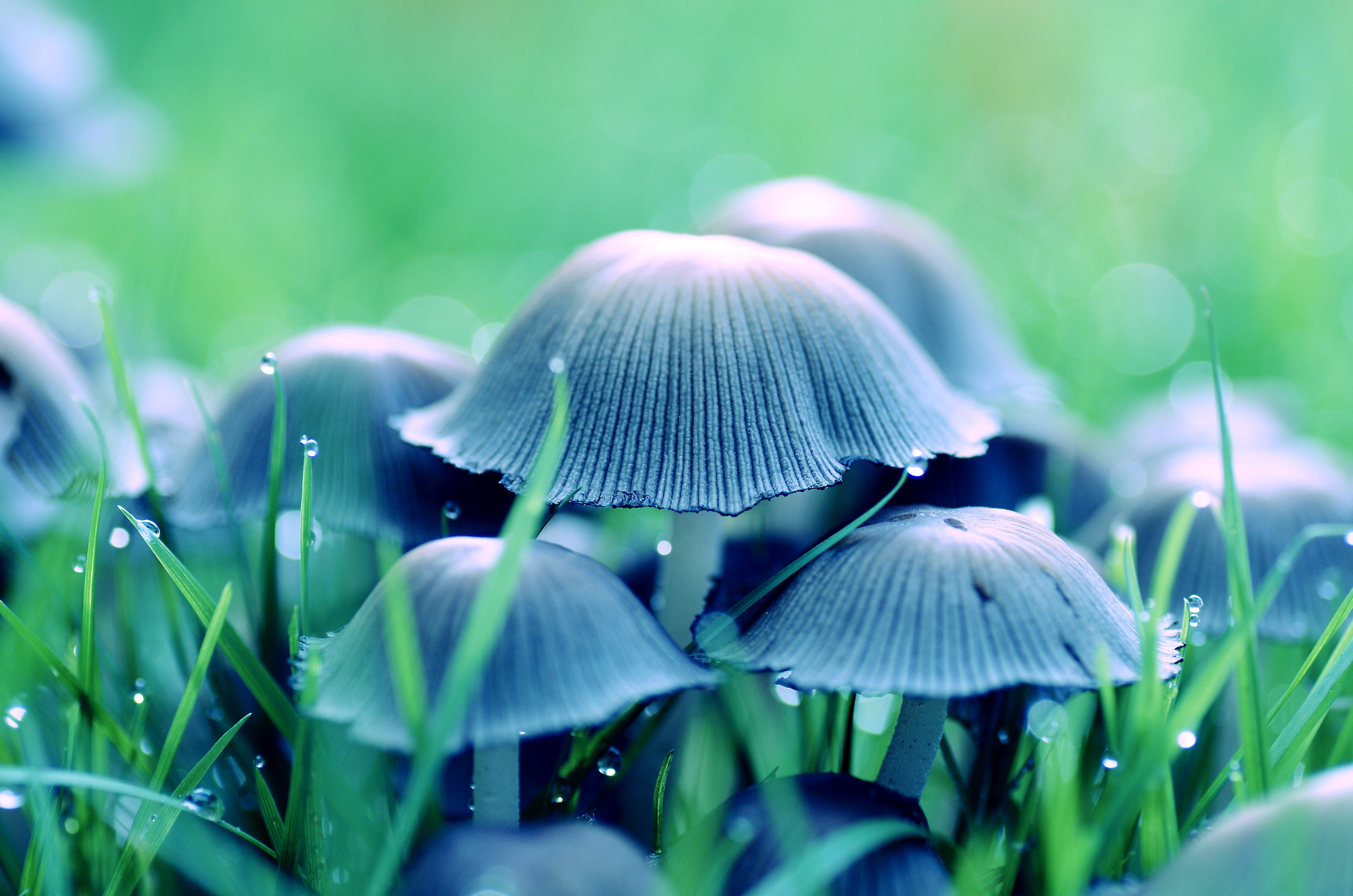 Download mobile wallpaper Nature, Macro, Earth, Mushroom for free.