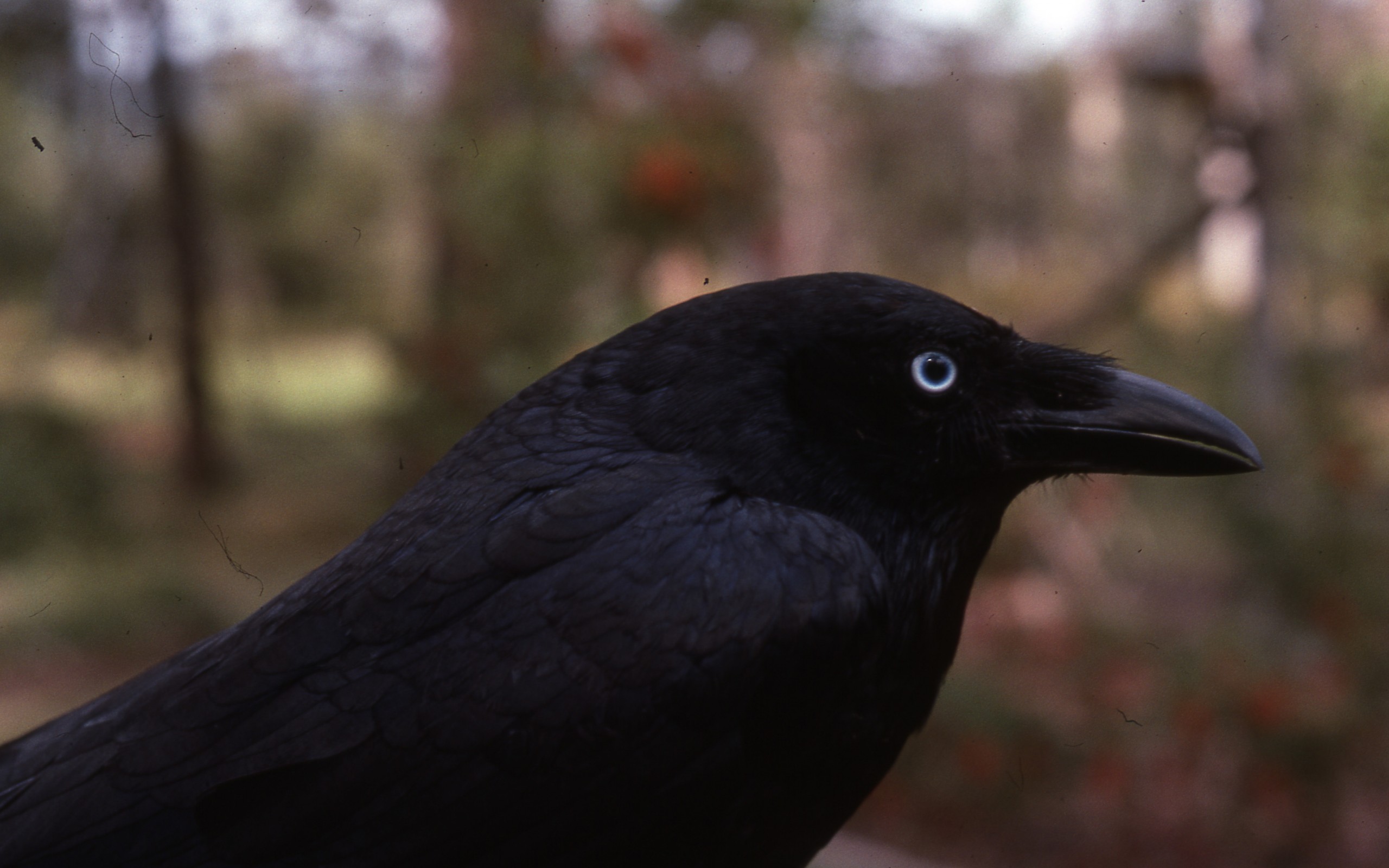 PCデスクトップに動物, カラス画像を無料でダウンロード