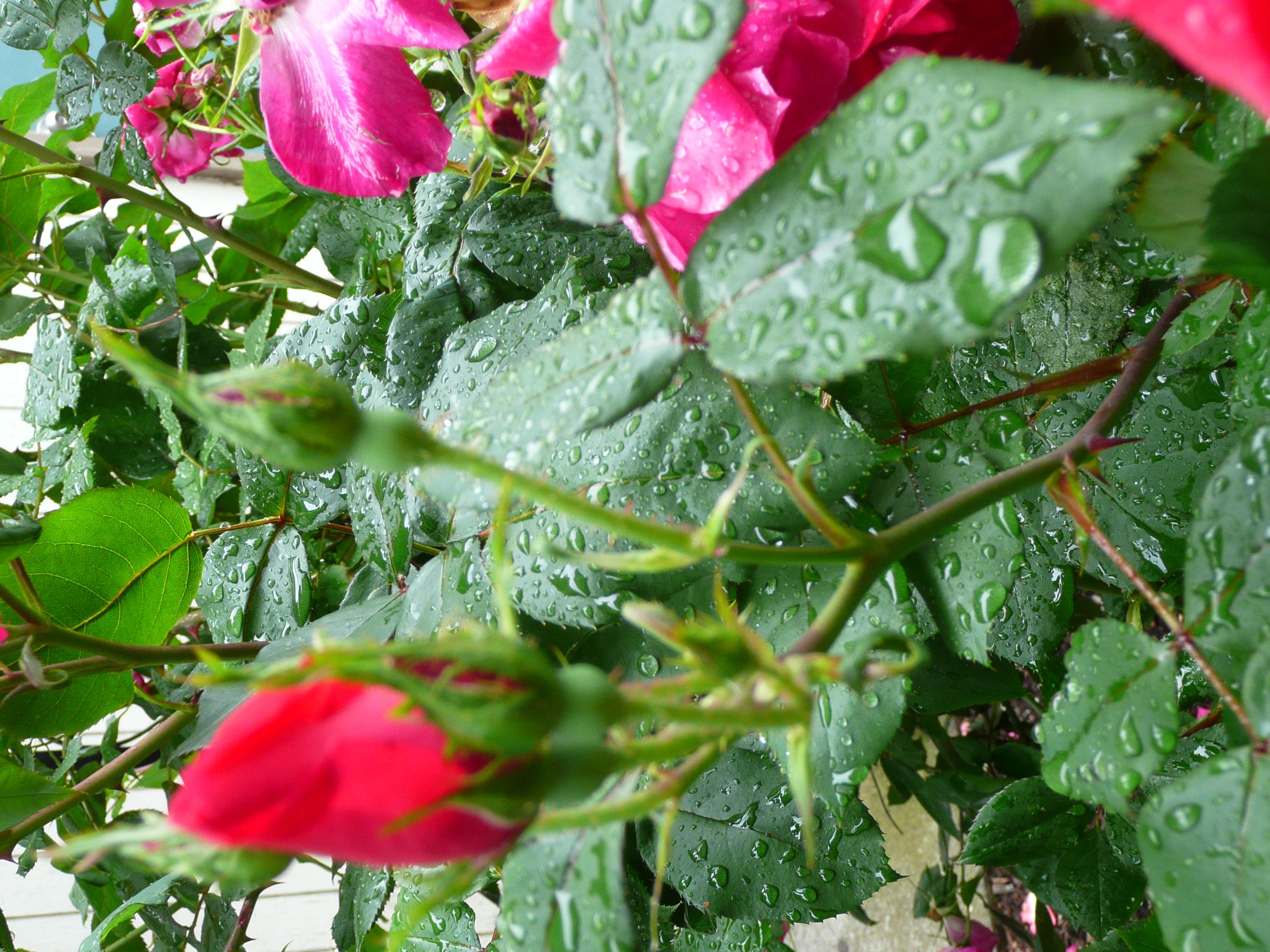 Baixe gratuitamente a imagem Flores, Rosa, Terra/natureza na área de trabalho do seu PC