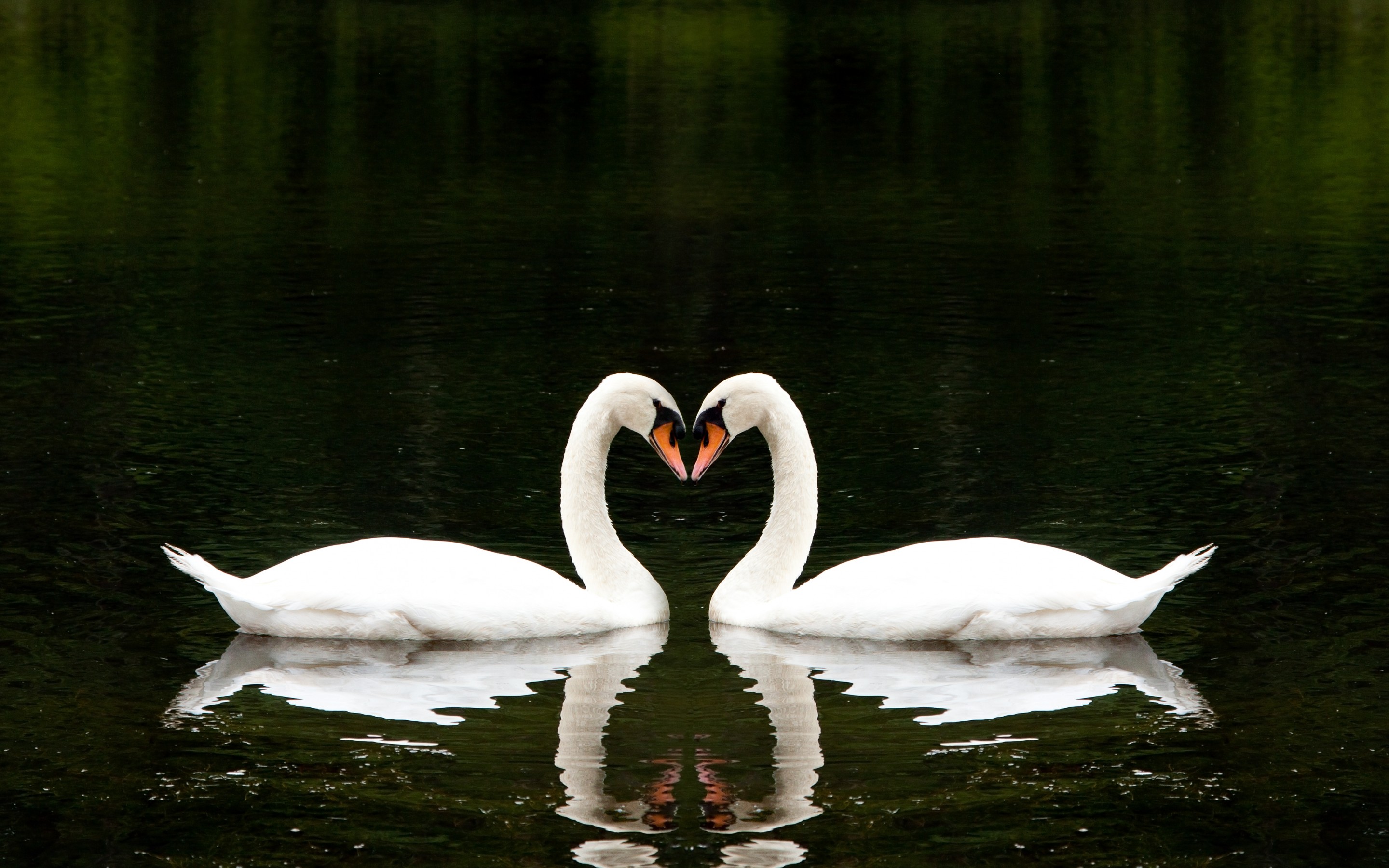 Download mobile wallpaper Mute Swan, Birds, Animal for free.