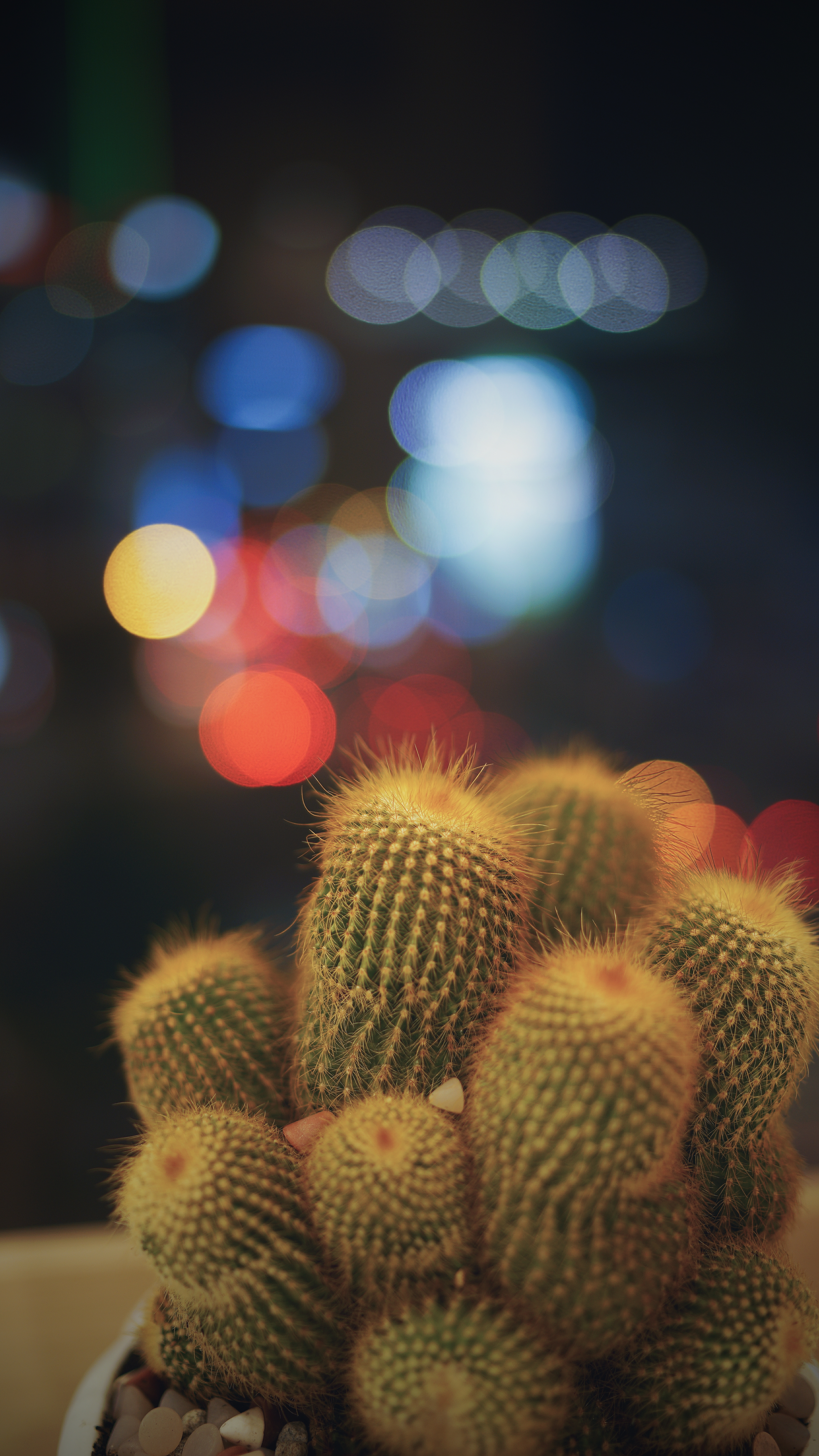cactuses, flowers, glare, barbed, spiny, bokeh, boquet, indoor plant, houseplant, succulents