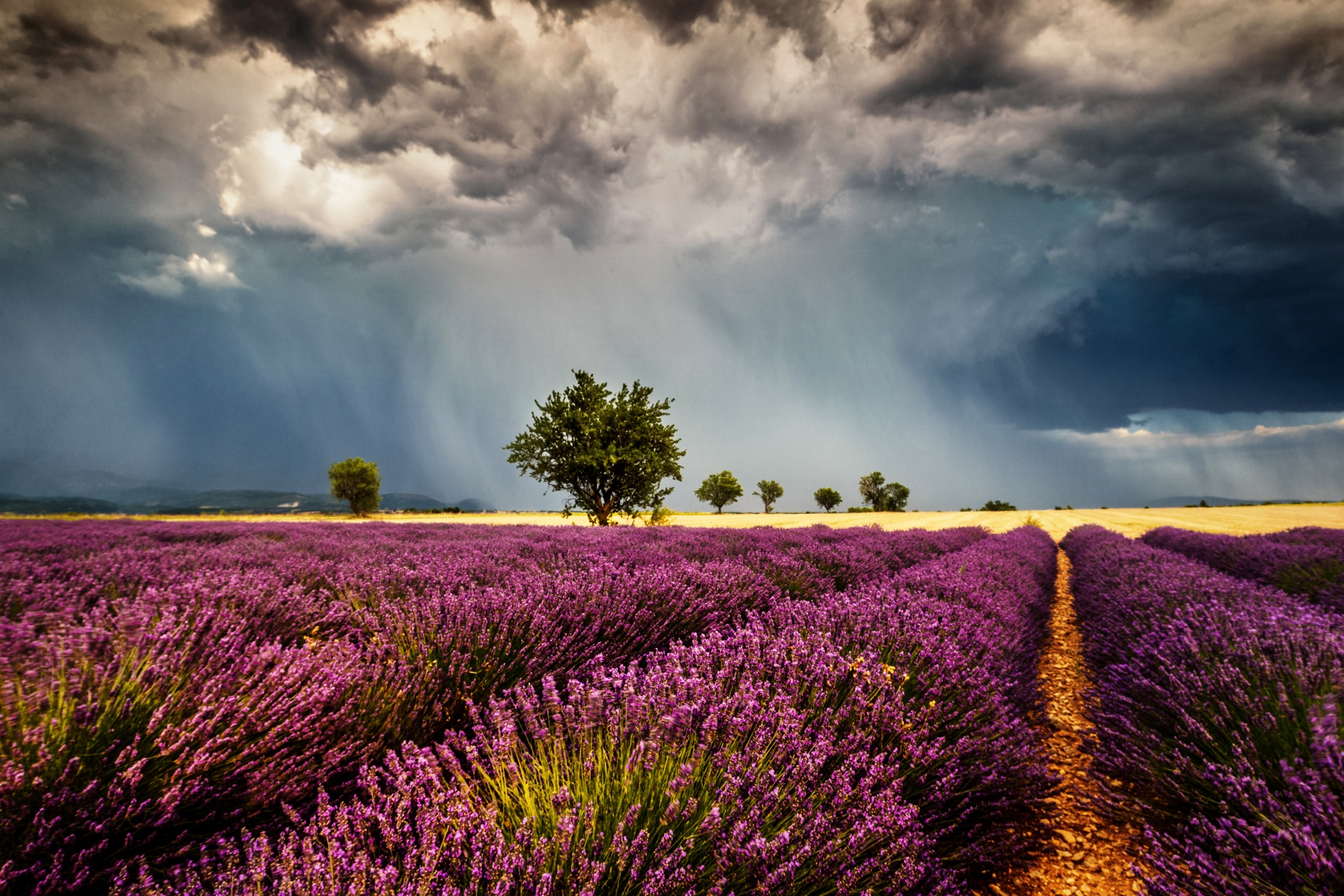 Laden Sie das Blumen, Feld, Wolke, Lavendel, Lila Blume, Erde/natur-Bild kostenlos auf Ihren PC-Desktop herunter