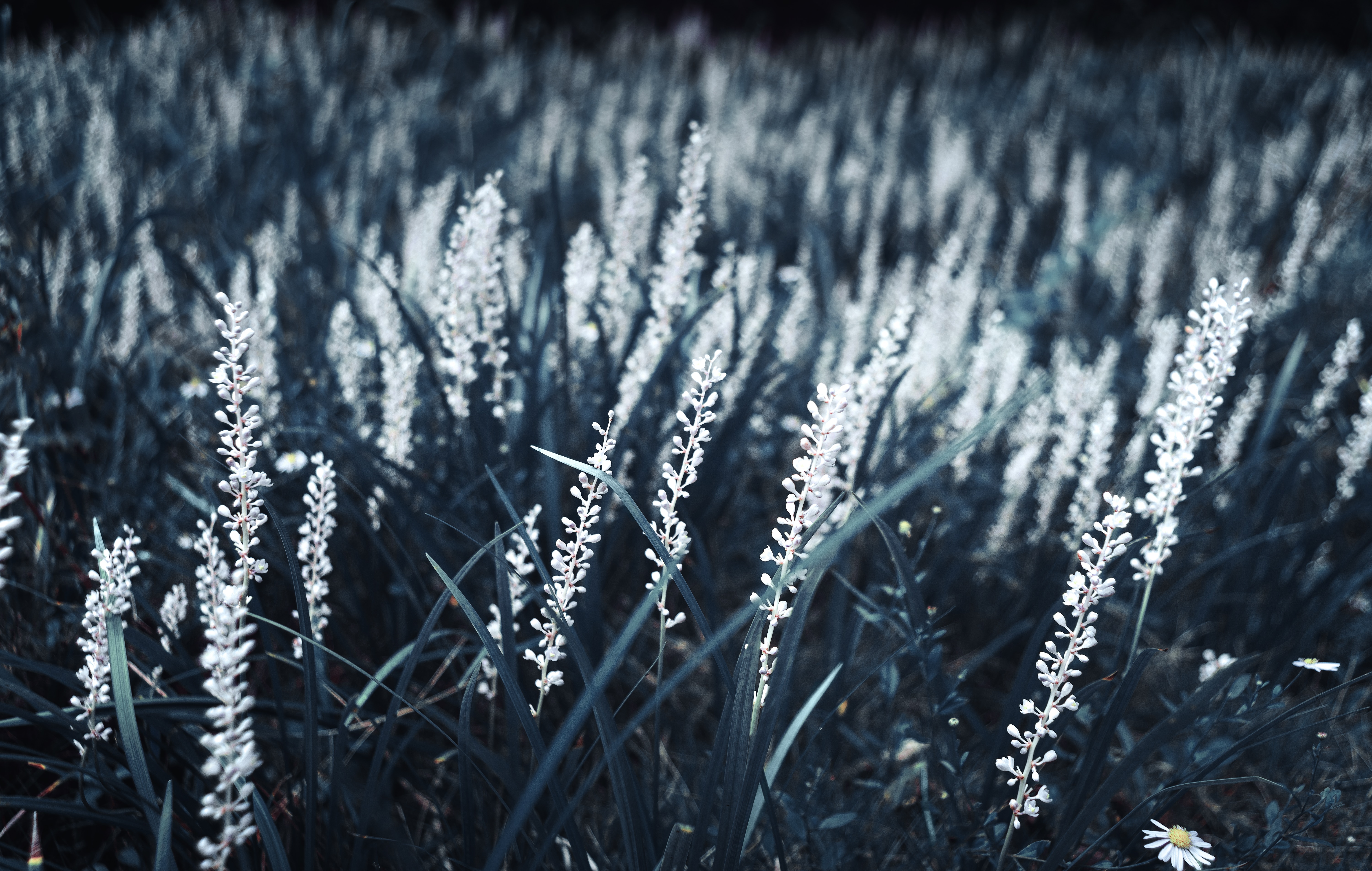 Laden Sie das Grass, Makro, Blühen, Blühenden, Pflanzen-Bild kostenlos auf Ihren PC-Desktop herunter