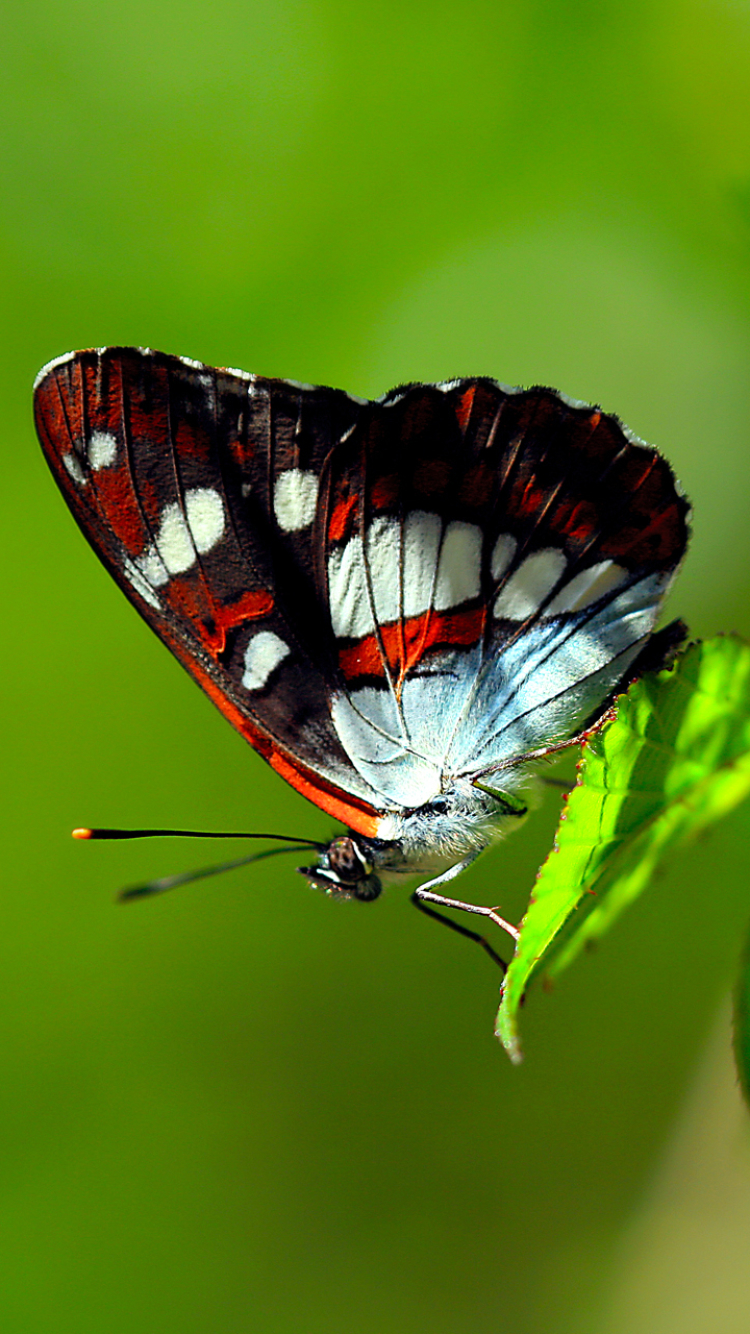 無料モバイル壁紙動物, 蝶, 葉, 色, 虫をダウンロードします。