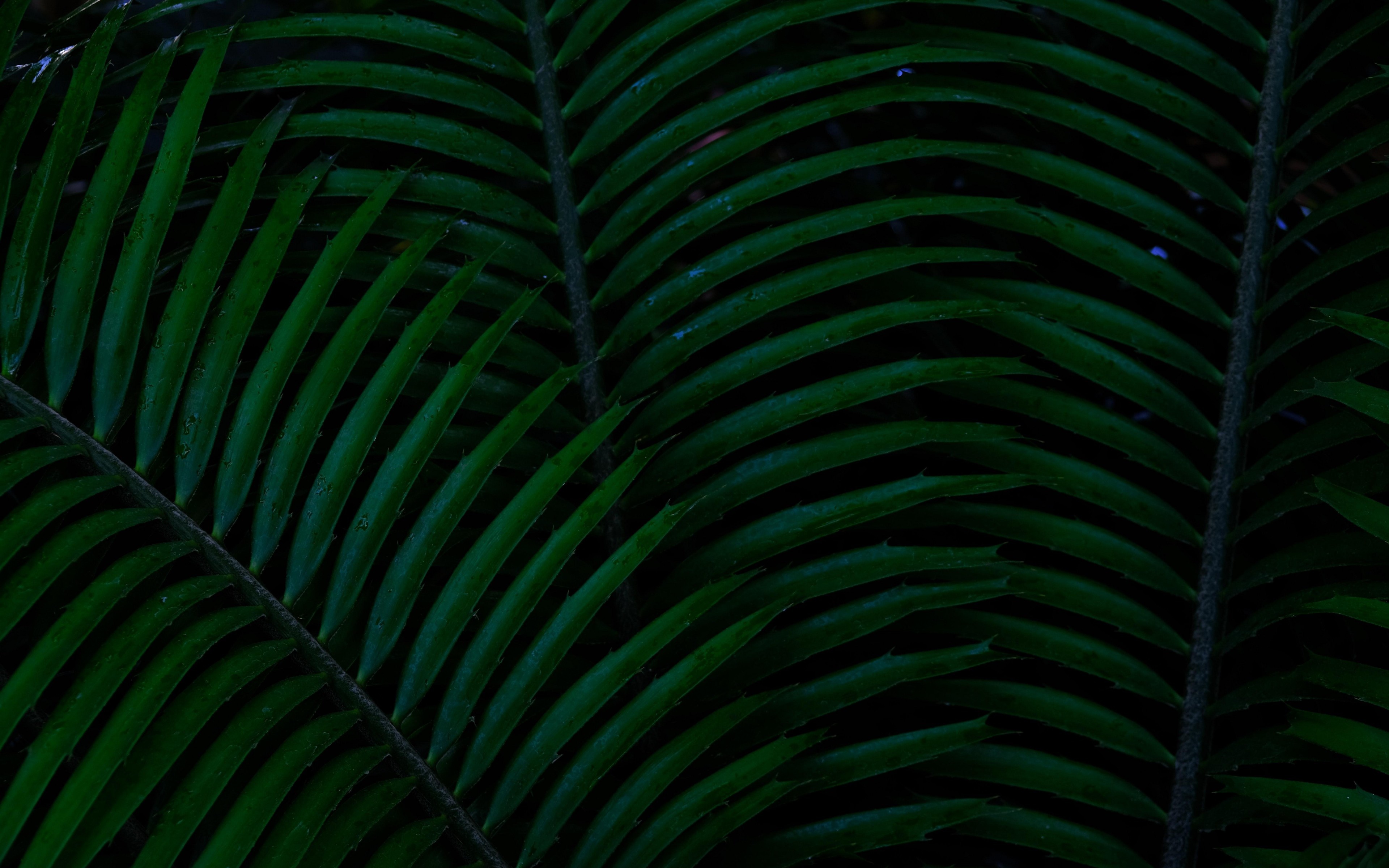 Free download wallpaper Plant, Macro, Close Up, Leaf, Earth on your PC desktop