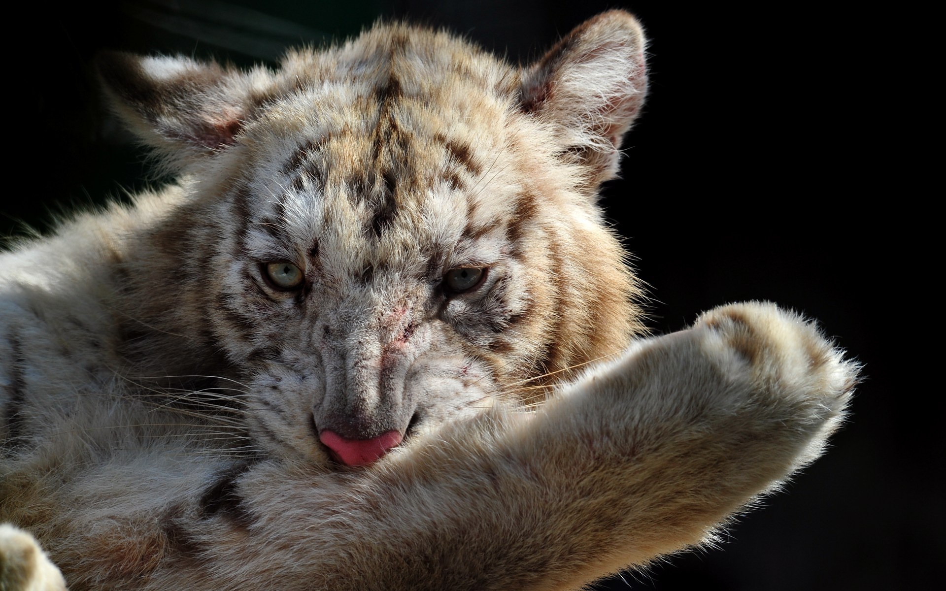 Descarga gratuita de fondo de pantalla para móvil de Animales, Gatos, Tigre.