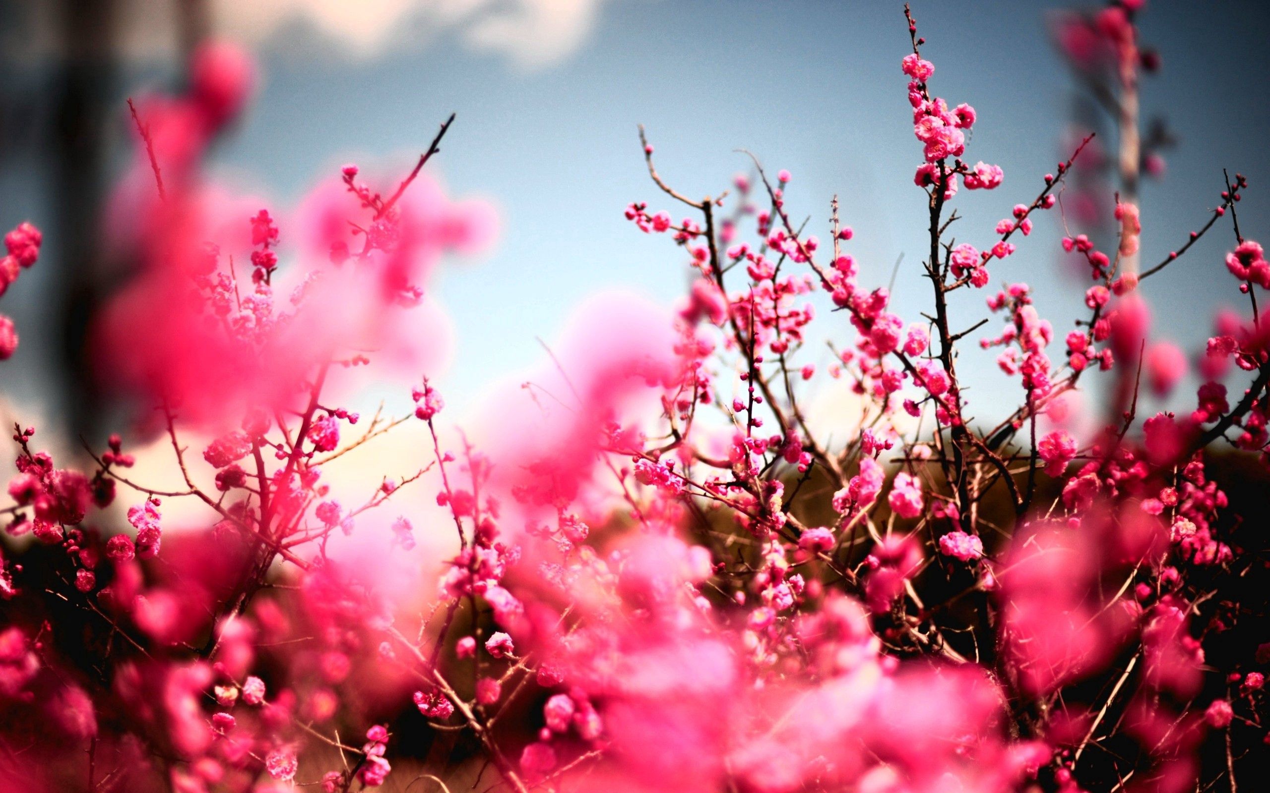 Free download wallpaper Nature, Flowers, Sky, Plant, It's Beautiful, Handsomely on your PC desktop