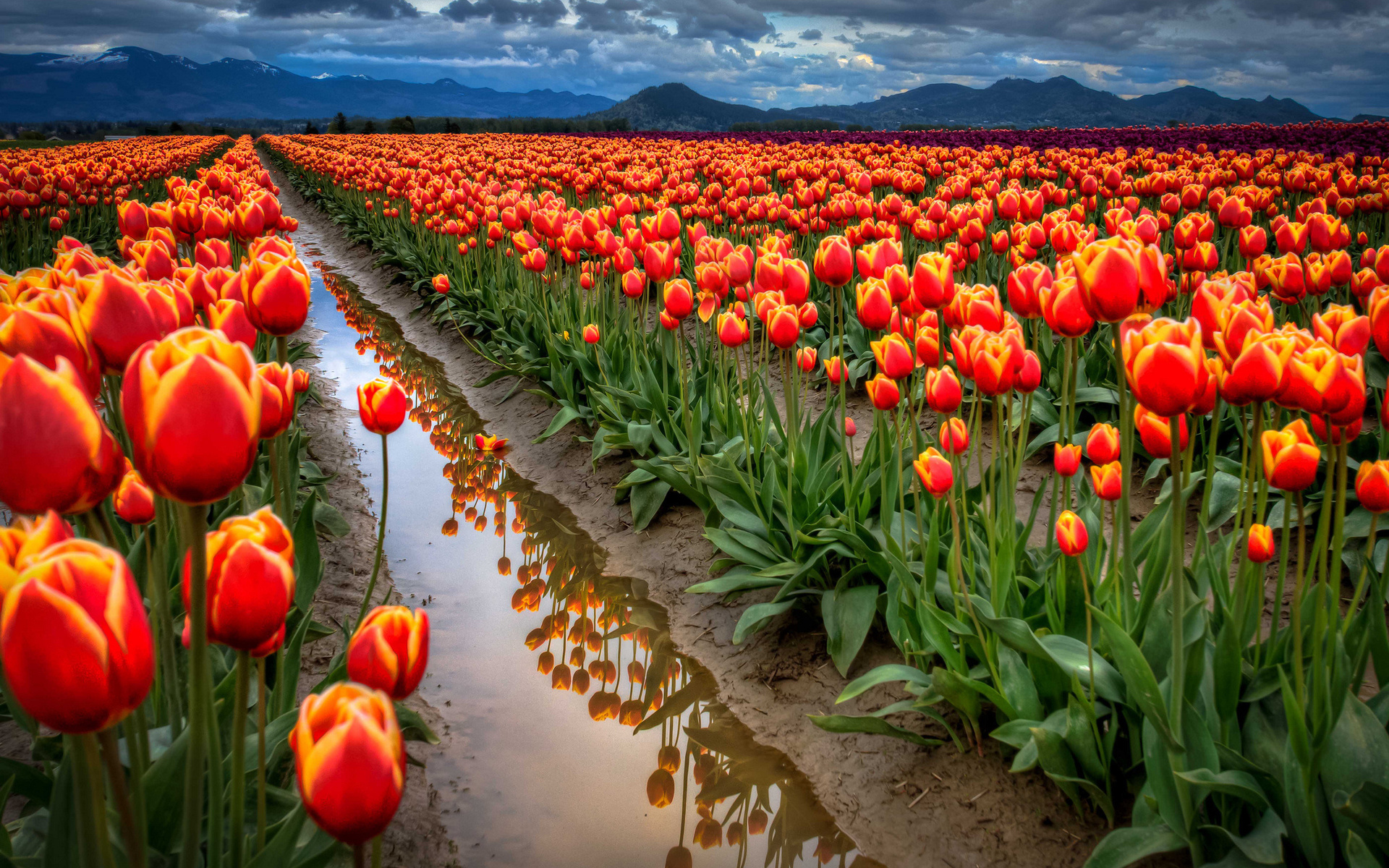 Laden Sie das Blumen, Blume, Tulpe, Erde/natur-Bild kostenlos auf Ihren PC-Desktop herunter