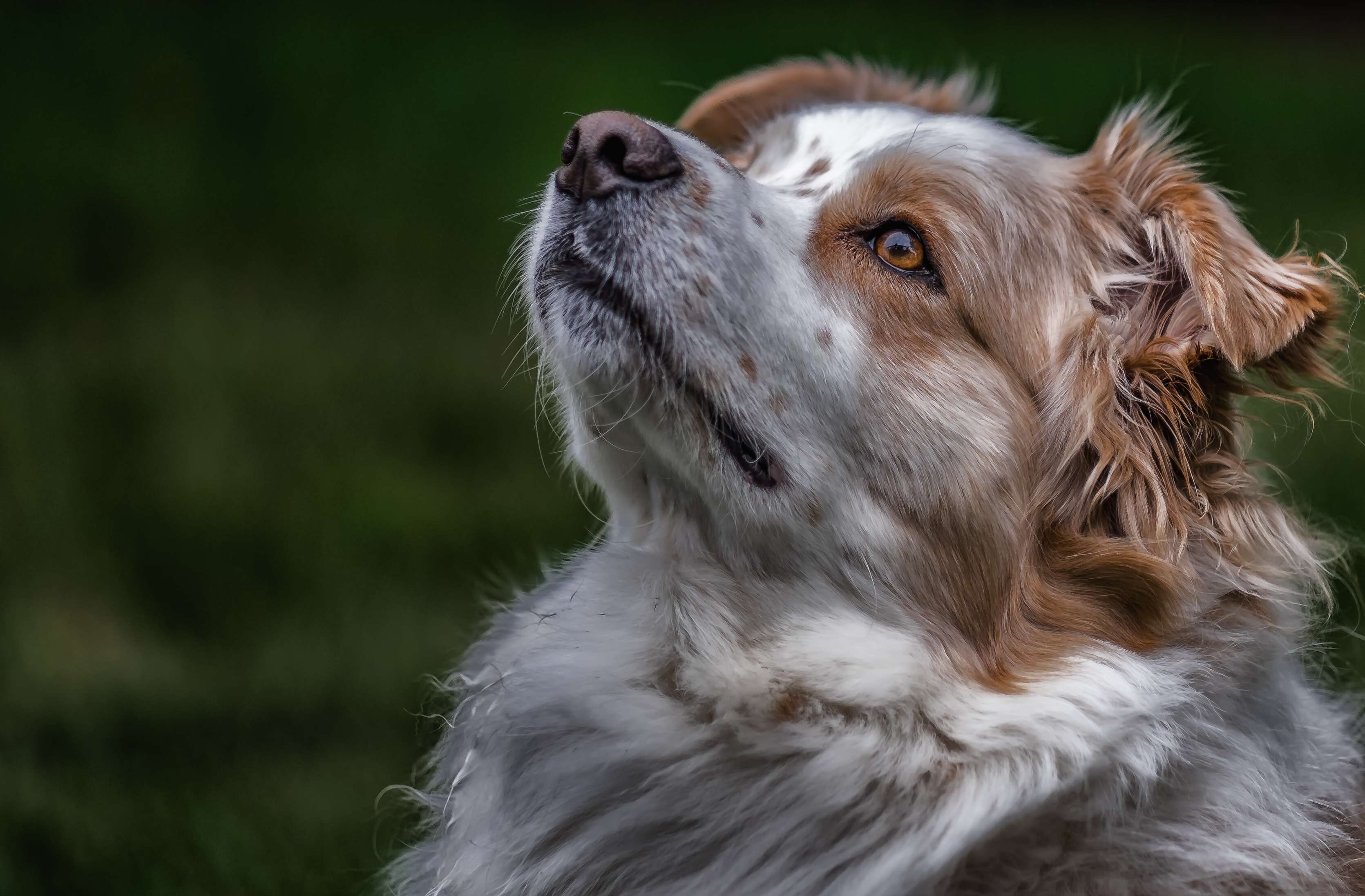 Handy-Wallpaper Tiere, Hunde, Hund, Australischer Hirte kostenlos herunterladen.