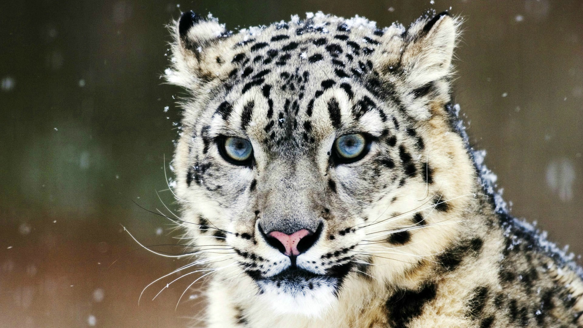 Descarga gratuita de fondo de pantalla para móvil de Animales, Leopardo De Las Nieves.