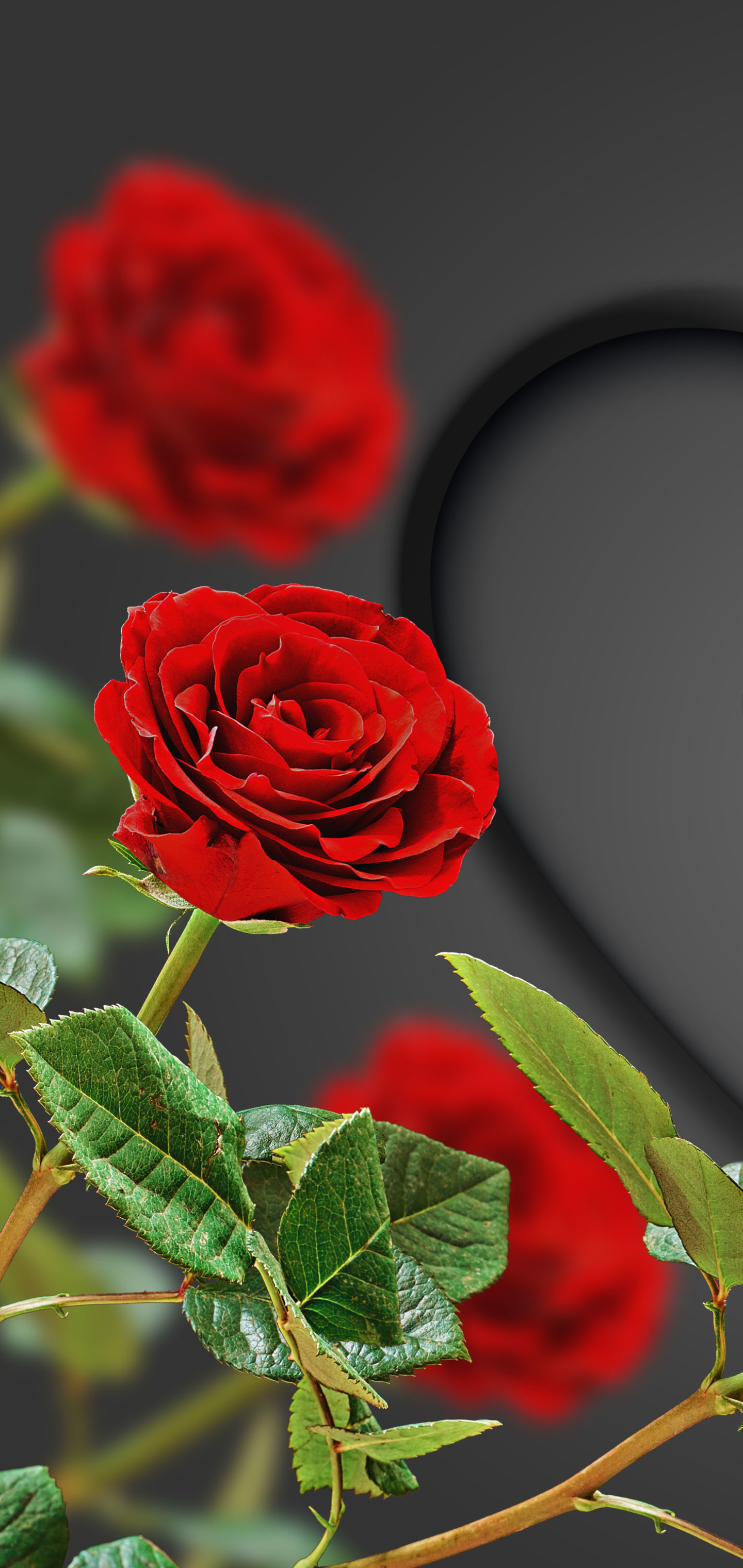 Скачать картинку Роза, Красная Роза, Земля/природа, Романтический, Флауэрсы в телефон бесплатно.
