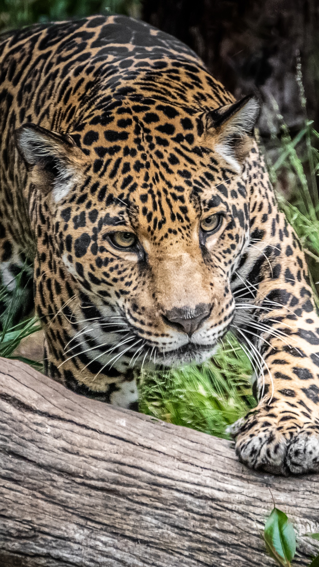 Download mobile wallpaper Cats, Jaguar, Animal for free.