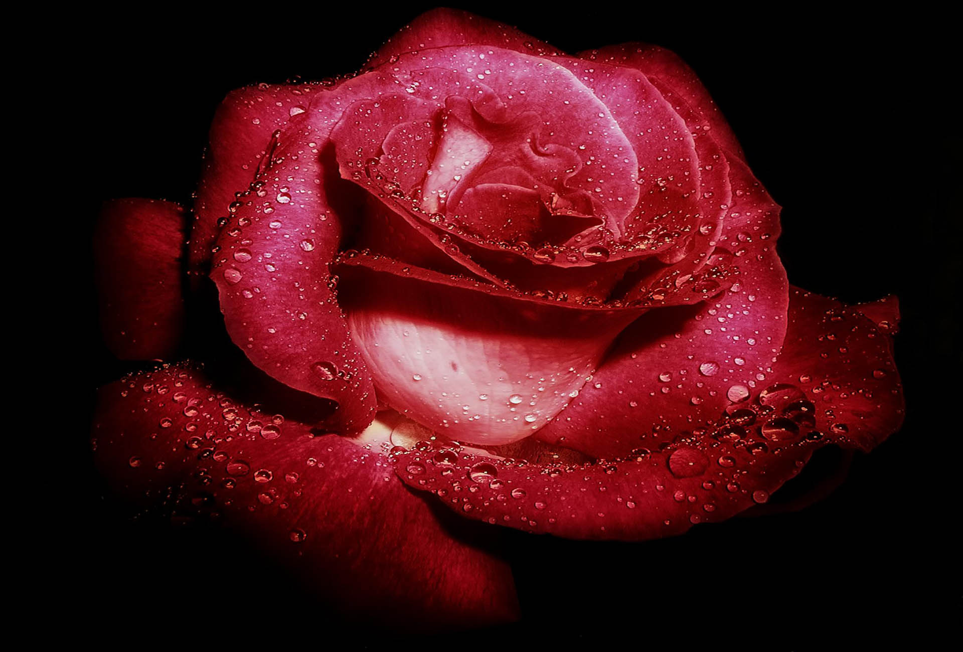174538 завантажити шпалери земля, роза, квітка, червона троянда, крапля води, флауерзи - заставки і картинки безкоштовно