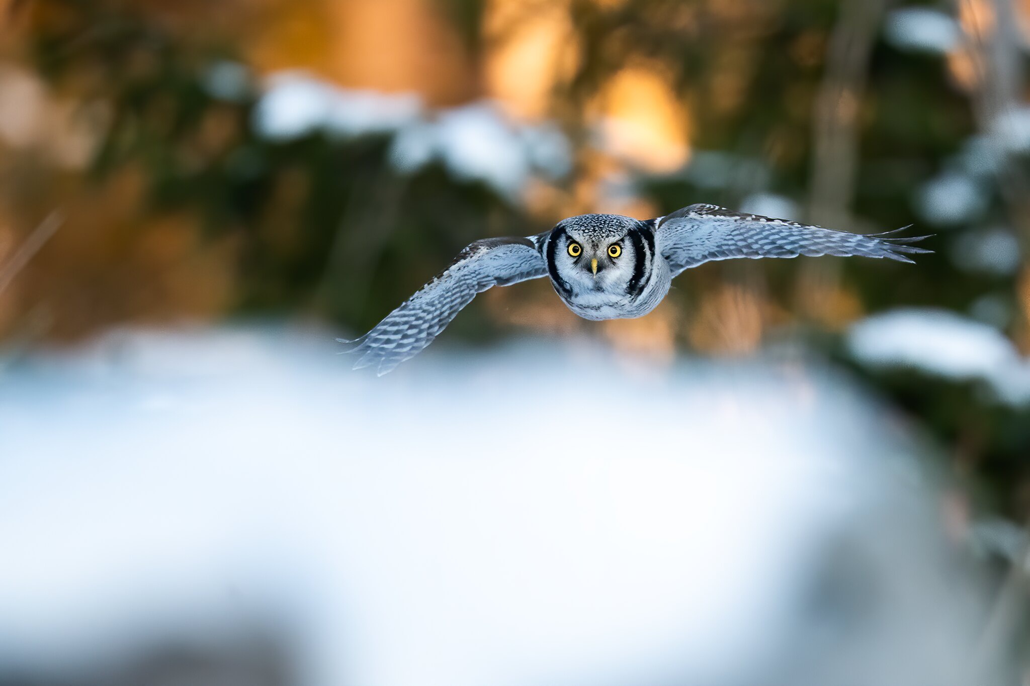 Baixe gratuitamente a imagem Animais, Aves, Coruja na área de trabalho do seu PC