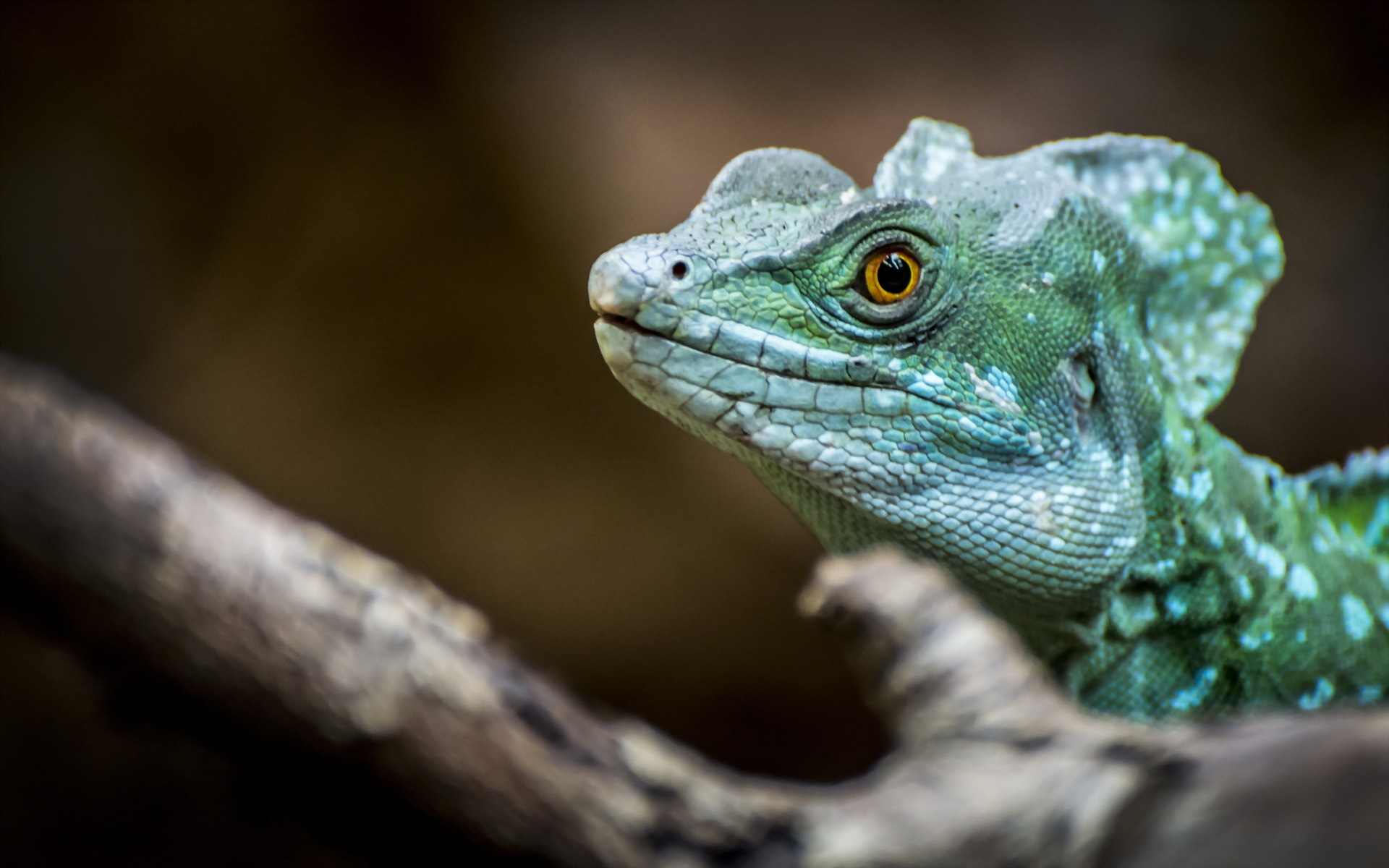 304729 descargar imagen animales, basilisco, reptiles: fondos de pantalla y protectores de pantalla gratis