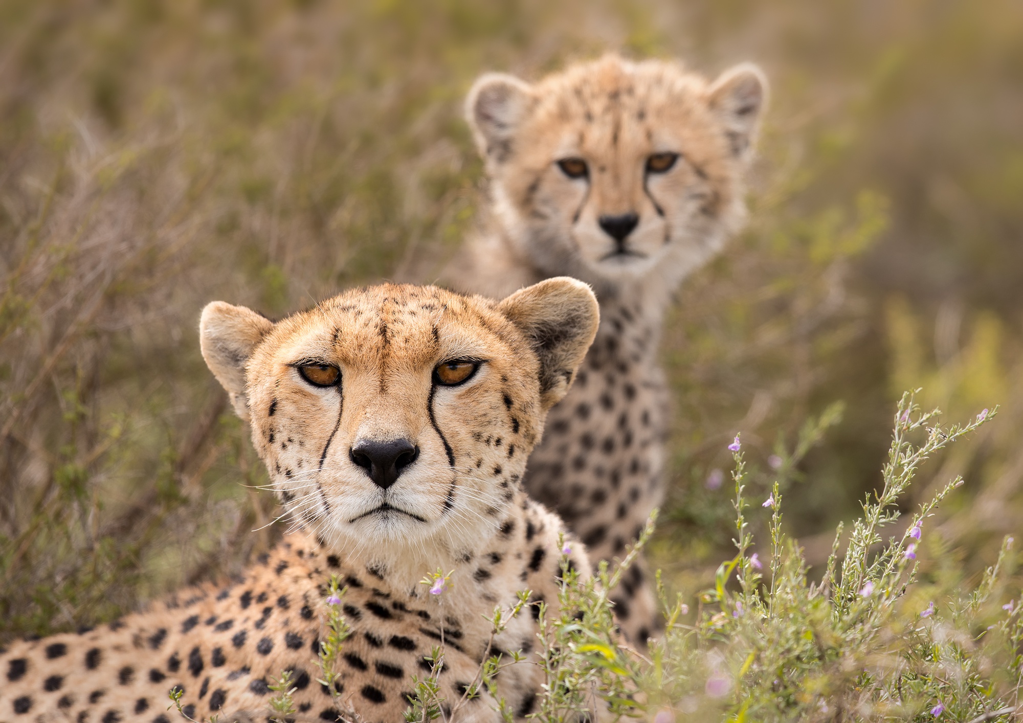 Download mobile wallpaper Cats, Cheetah, Animal, Baby Animal, Depth Of Field, Cub for free.