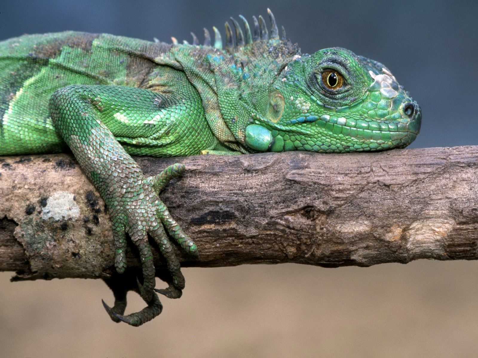 521528 descargar fondo de pantalla iguana, animales, reptil, reptiles: protectores de pantalla e imágenes gratis