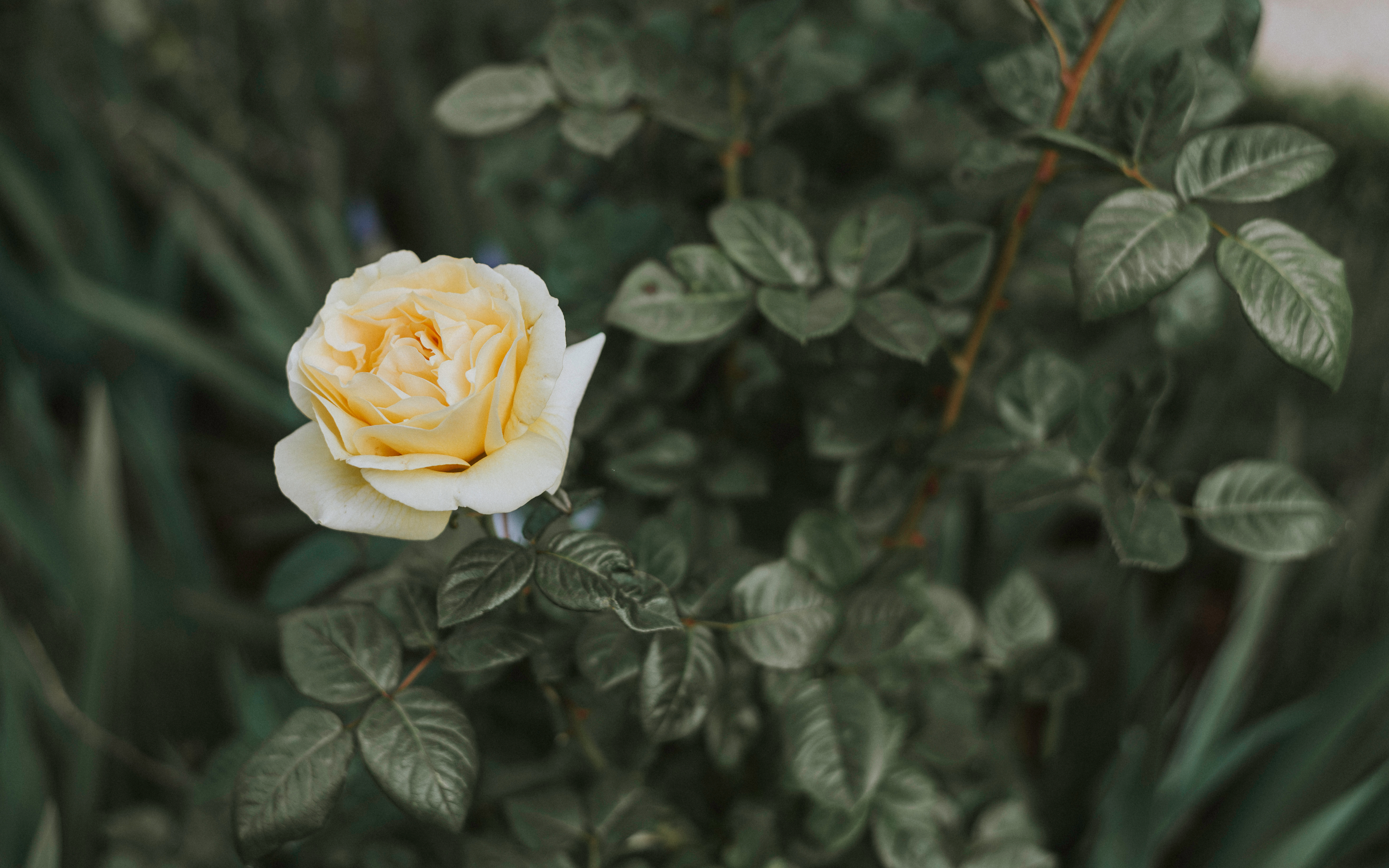 Téléchargez des papiers peints mobile Buisson, Fleurs, Fleur, Bourgeon, Rose, Une Rose gratuitement.