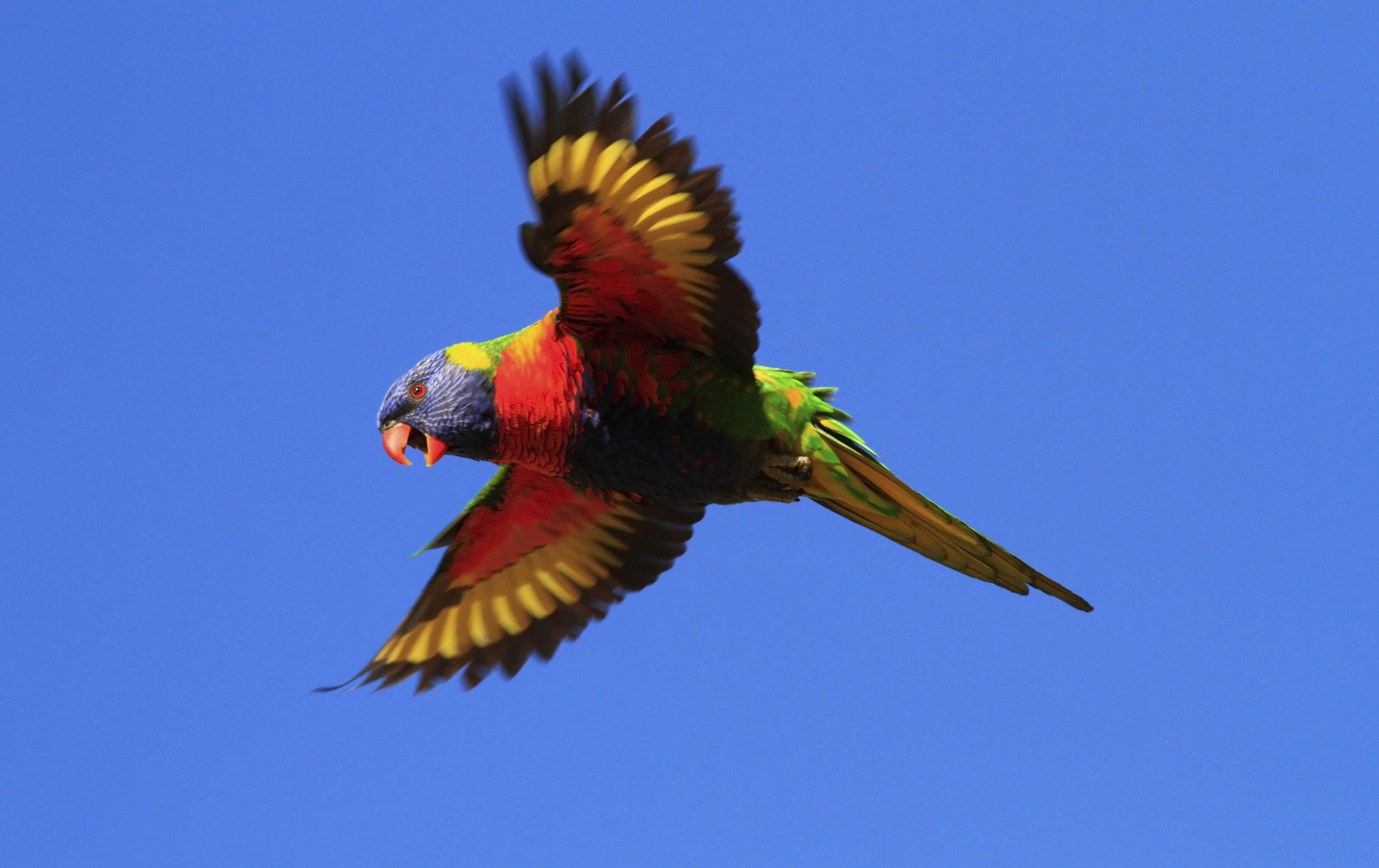 Download mobile wallpaper Rainbow Lorikeet, Flight, Flying, Parrot, Bird, Birds, Animal, Wings, Sky for free.