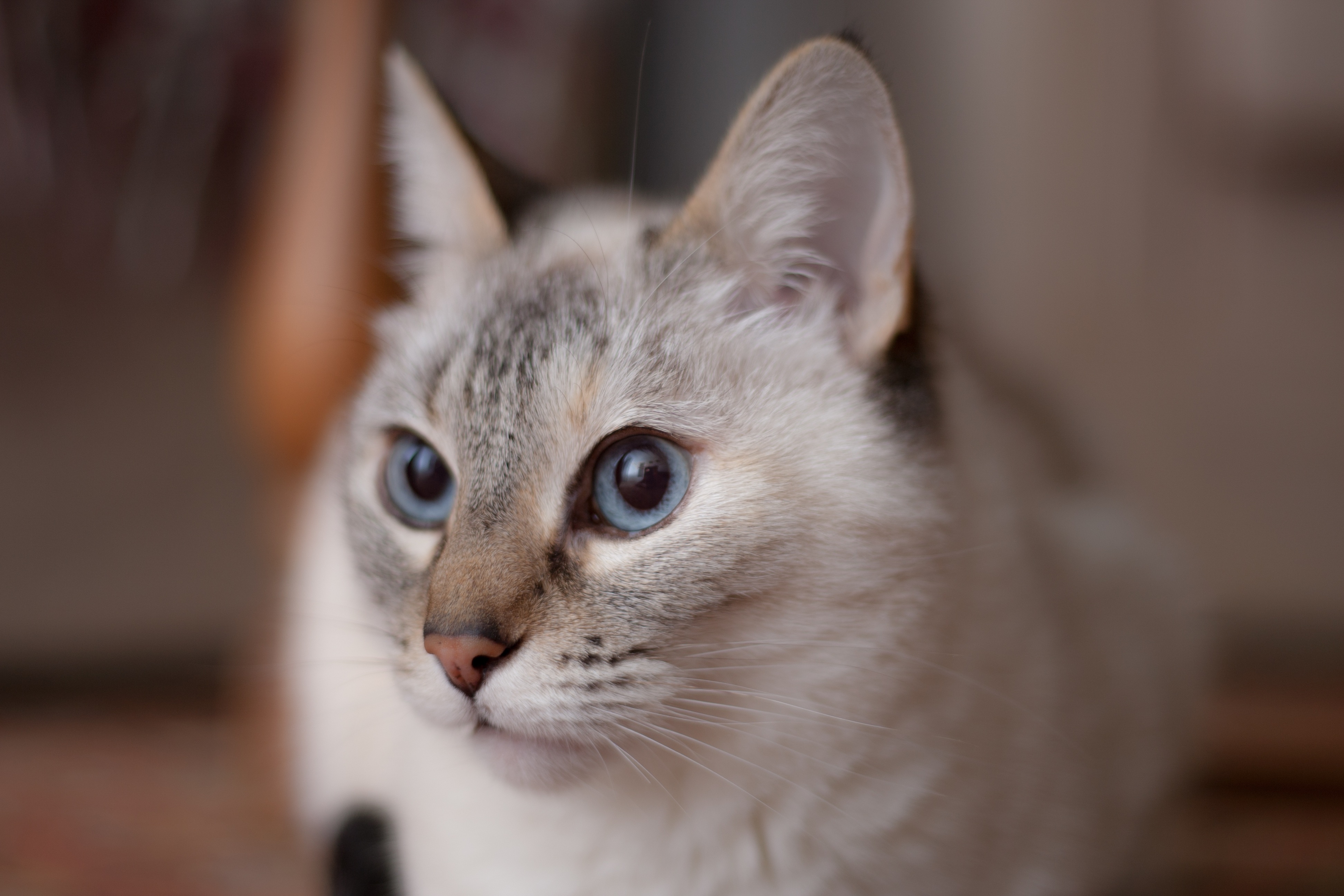 151001壁紙のダウンロード動物, ネコ, 猫, 銃口, 青い目をした, 青い目-スクリーンセーバーと写真を無料で