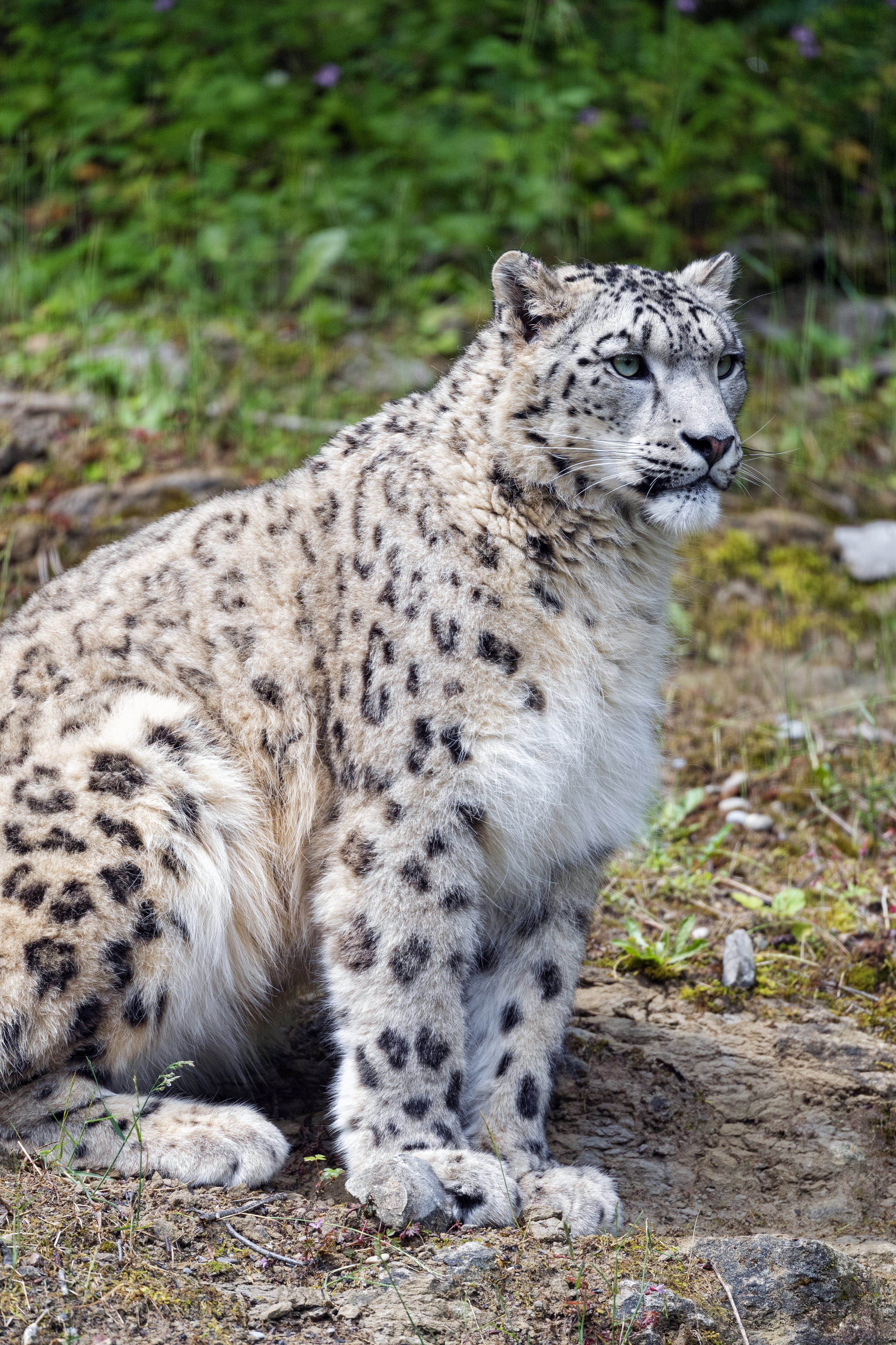 snow leopard, animals, grass, predator, big cat, stains, spots 5K