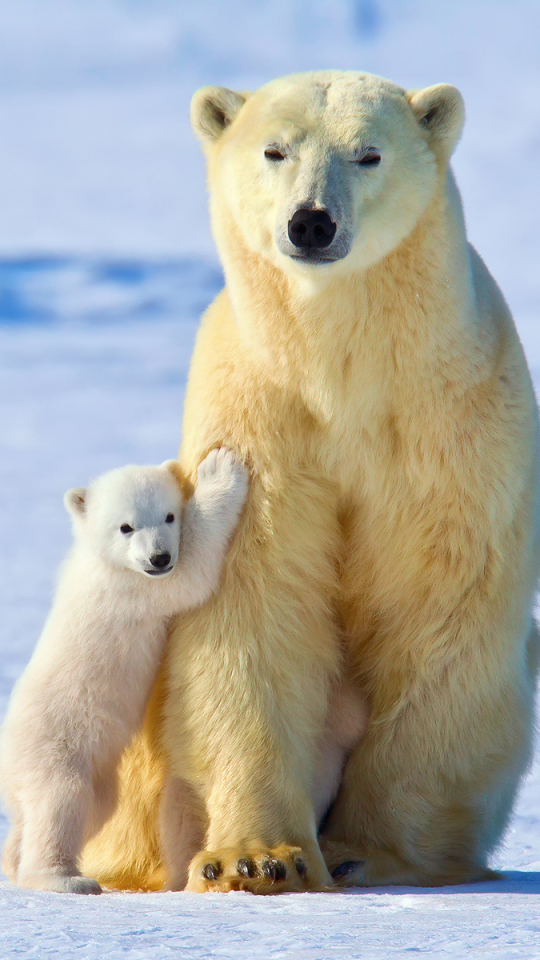 Handy-Wallpaper Tiere, Bären, Eisbär kostenlos herunterladen.