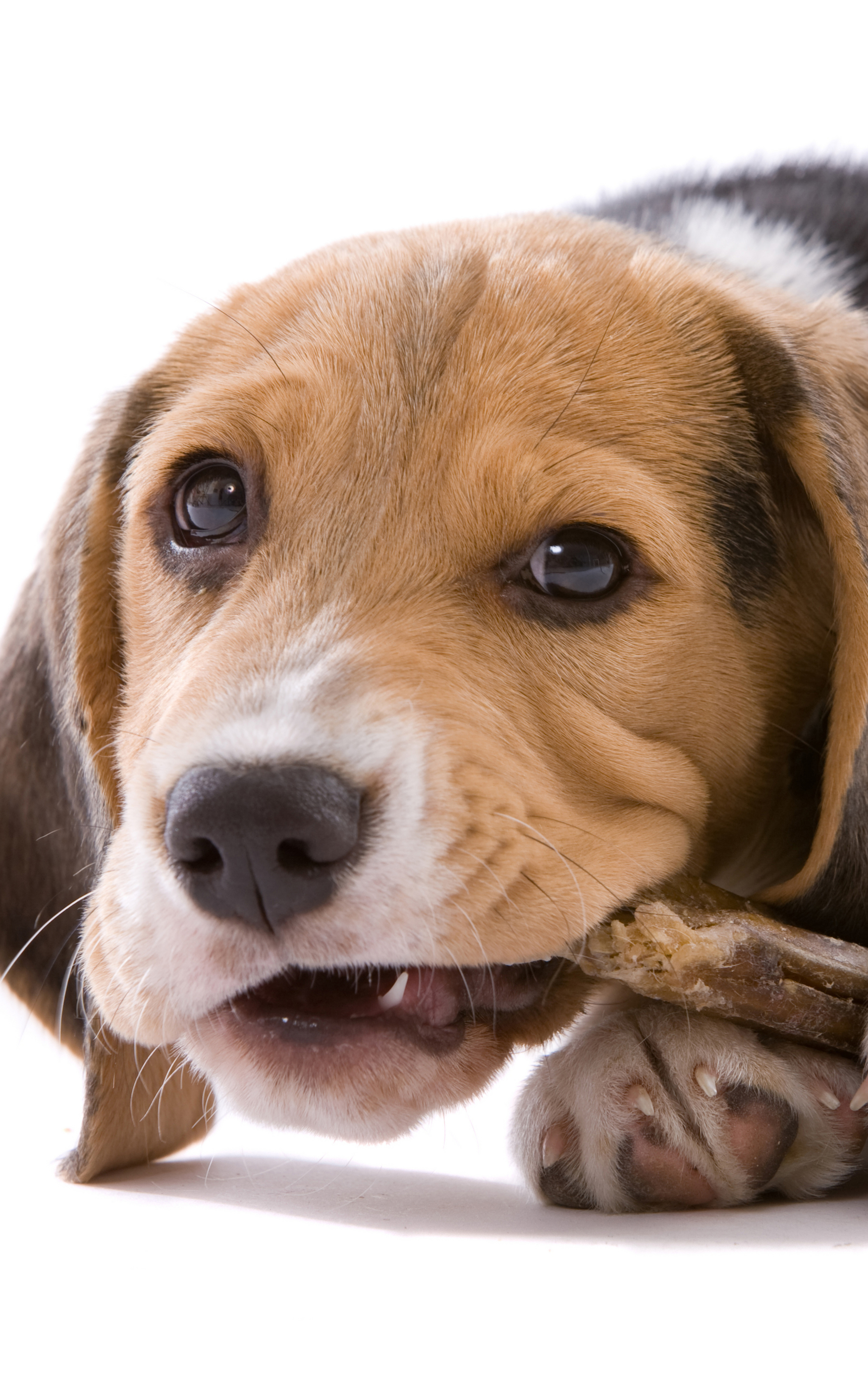 Download mobile wallpaper Dogs, Dog, Animal, Beagle for free.