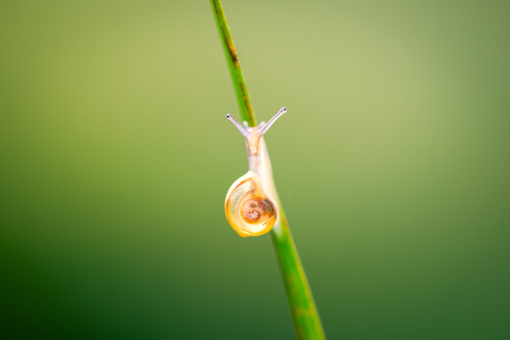 Download mobile wallpaper Macro, Animal, Snail for free.