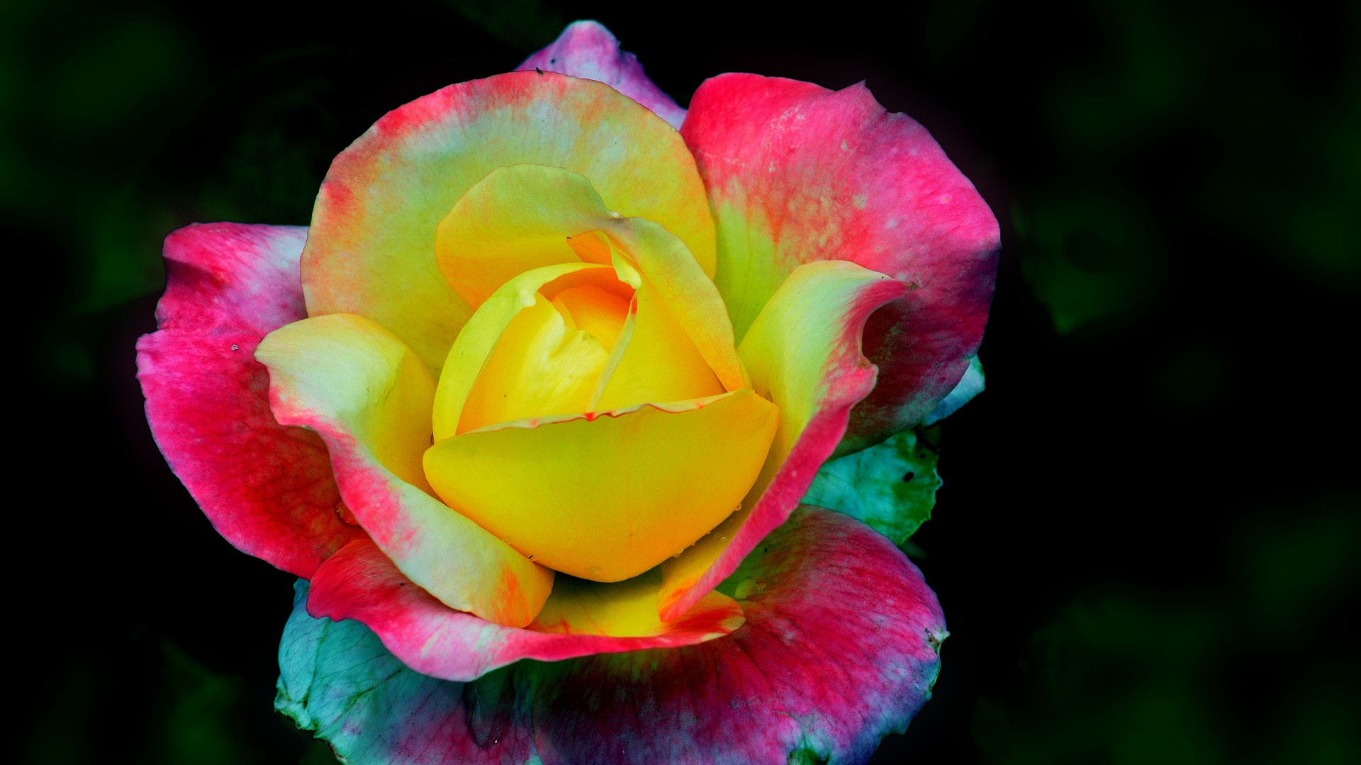 Free download wallpaper Flowers, Rose, Earth on your PC desktop