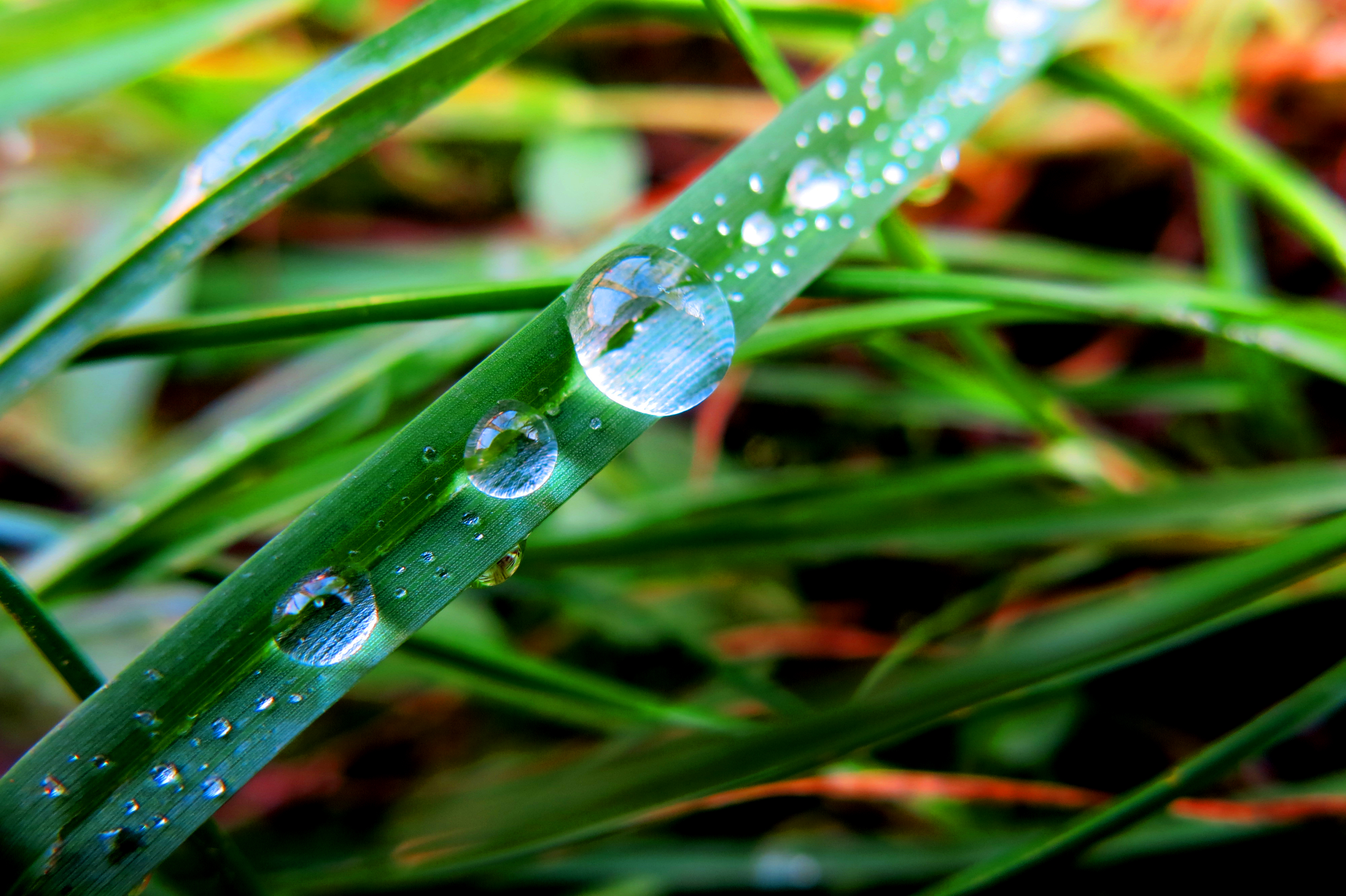 Download mobile wallpaper Nature, Grass, Macro, Earth, Water Drop for free.