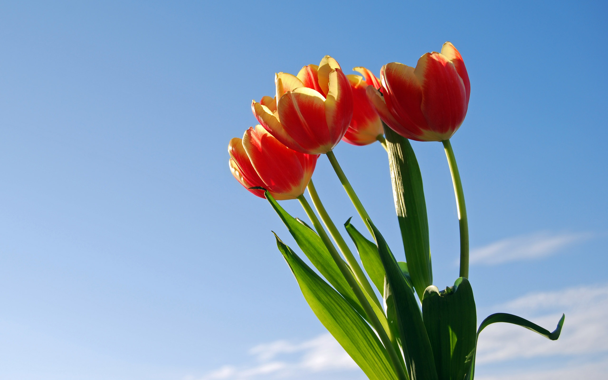 Download mobile wallpaper Flowers, Flower, Earth, Tulip for free.