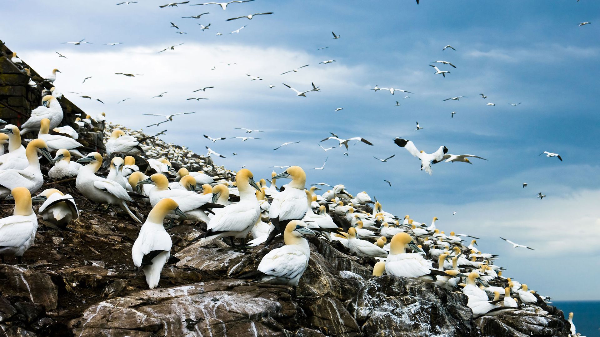 animal, northern gannet, bird, flock of birds, birds