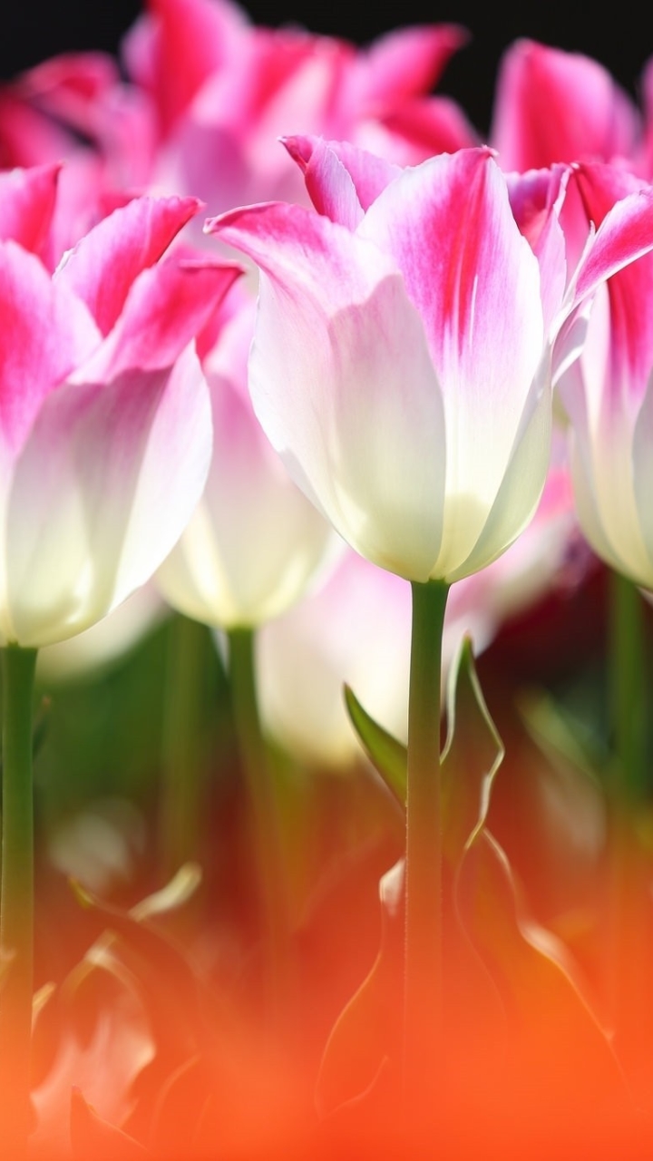 Handy-Wallpaper Natur, Blumen, Blume, Tulpe, Erde/natur, Pinke Blume kostenlos herunterladen.