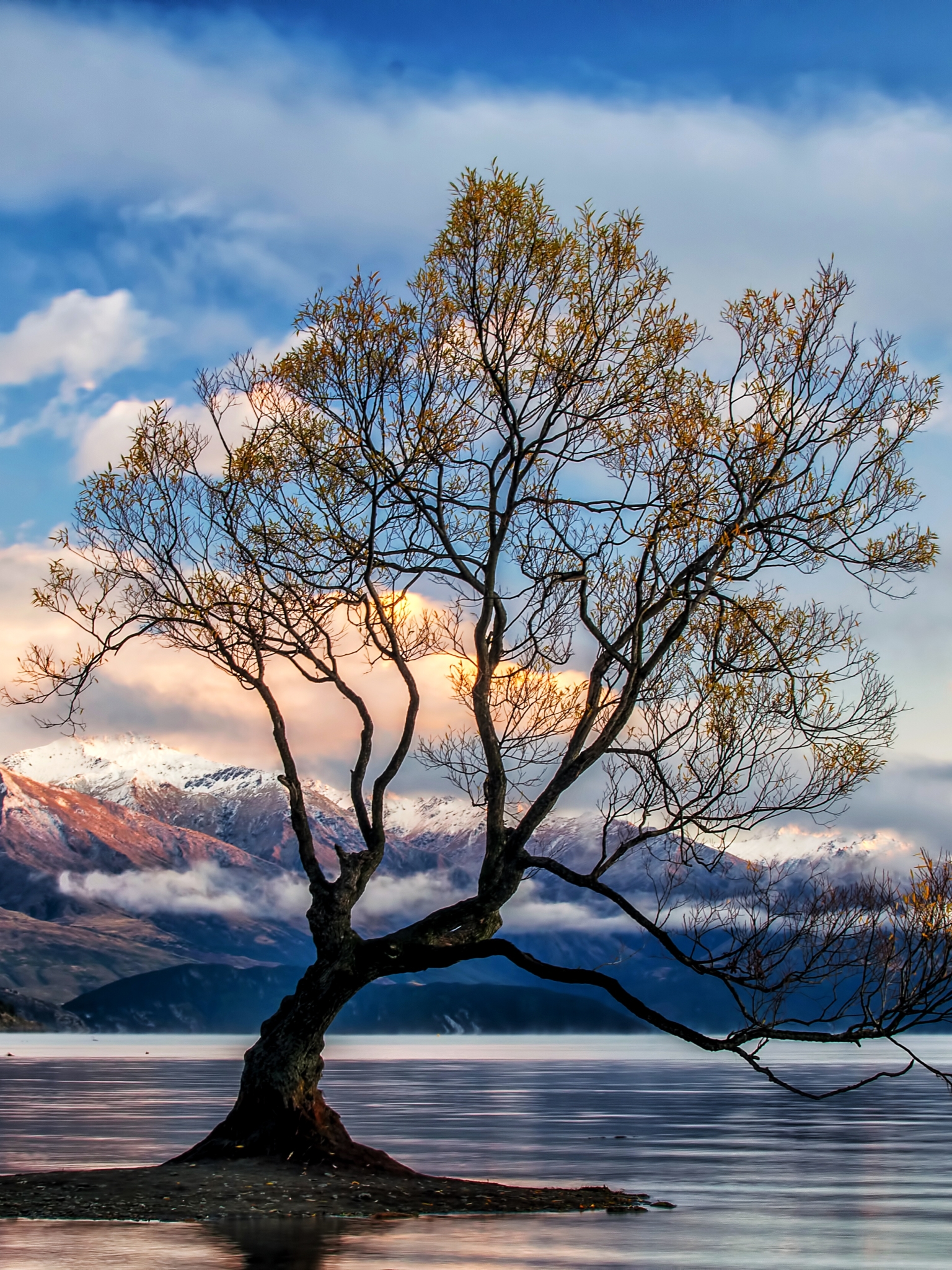 無料モバイル壁紙木, 湖, ニュージーランド, 地球, クラウド, ワナカ湖をダウンロードします。