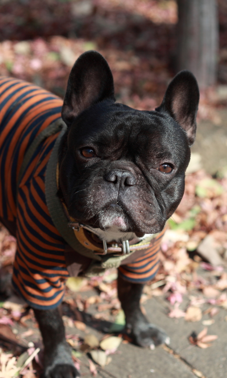 Download mobile wallpaper Dogs, Animal, French Bulldog for free.