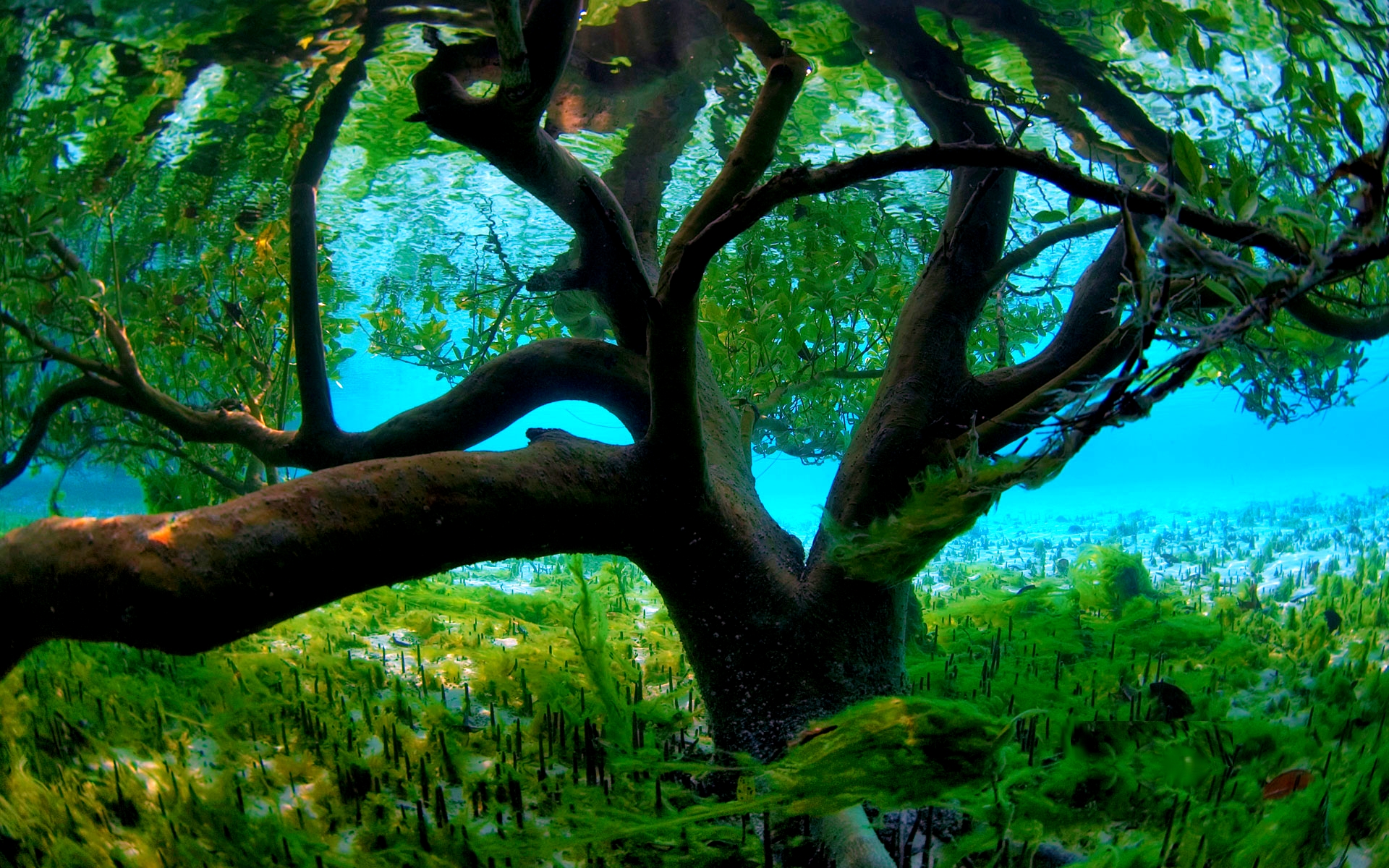 Free download wallpaper Trees, Tree, Earth, Underwater on your PC desktop