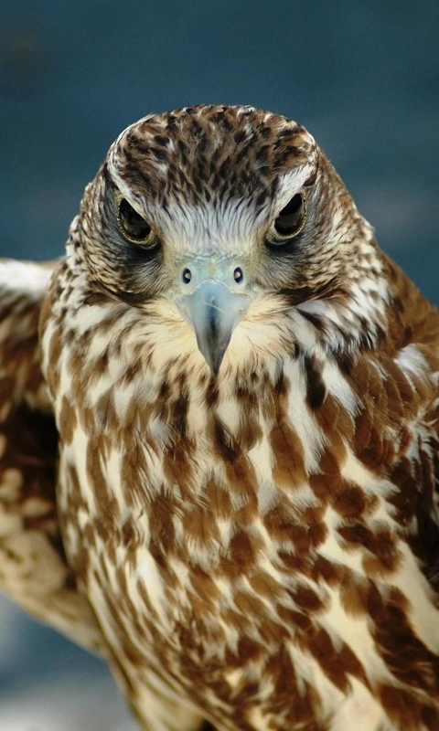 Download mobile wallpaper Birds, Bird, Animal, Eagle, Hawk for free.