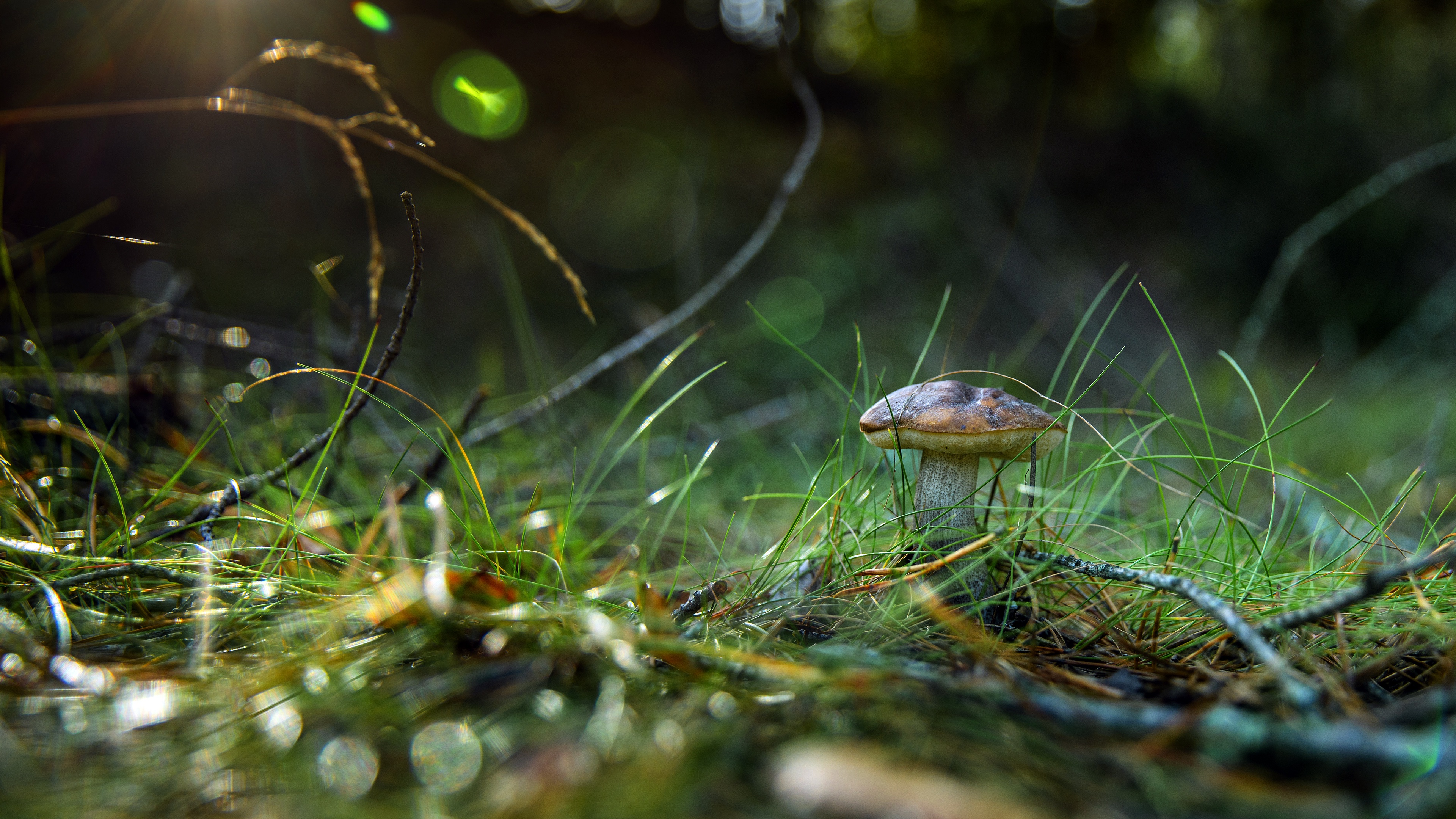 Laden Sie das Pilz, Gras, Erde/natur-Bild kostenlos auf Ihren PC-Desktop herunter