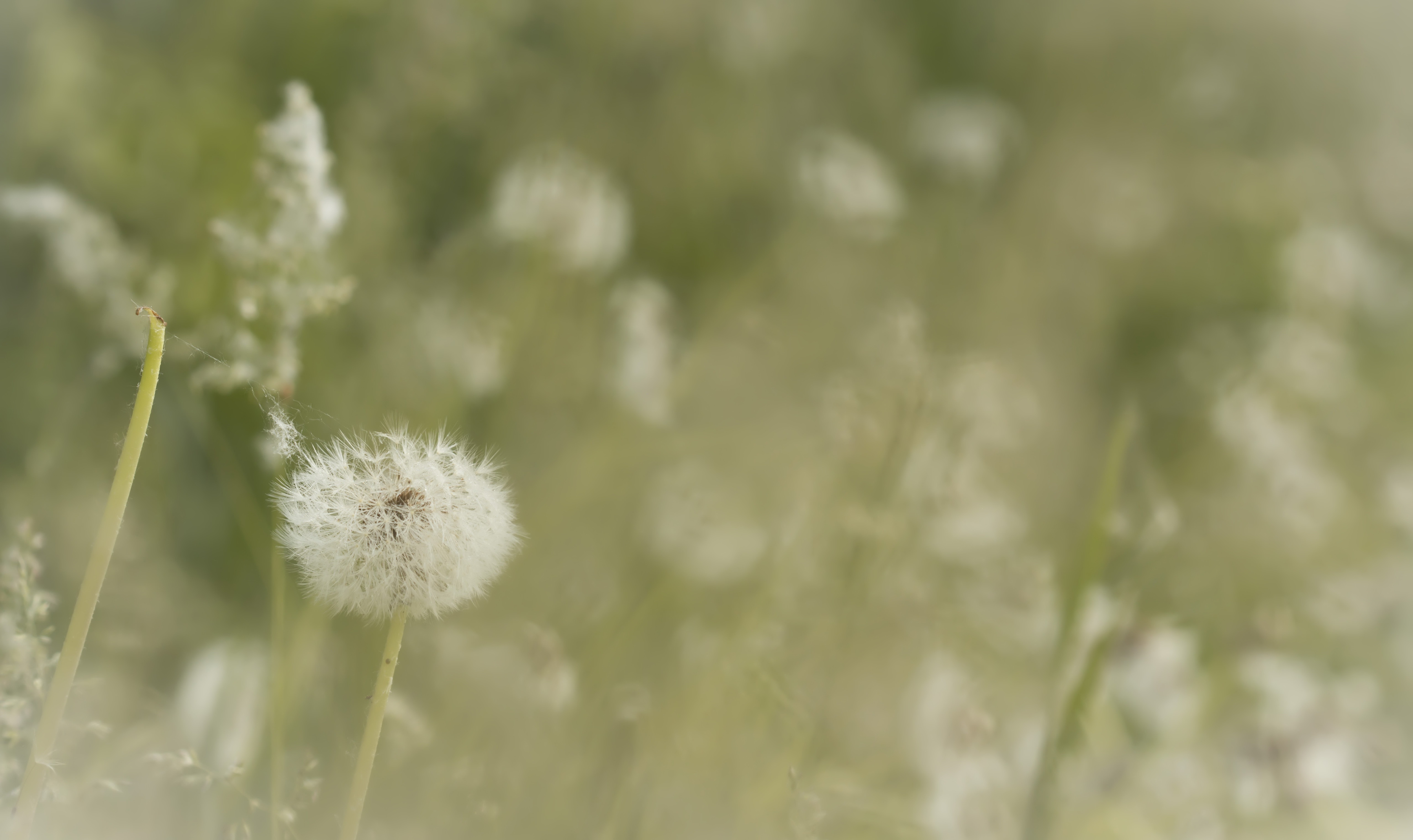 Téléchargez gratuitement l'image Été, Pissenlit, La Nature, Terre/nature sur le bureau de votre PC