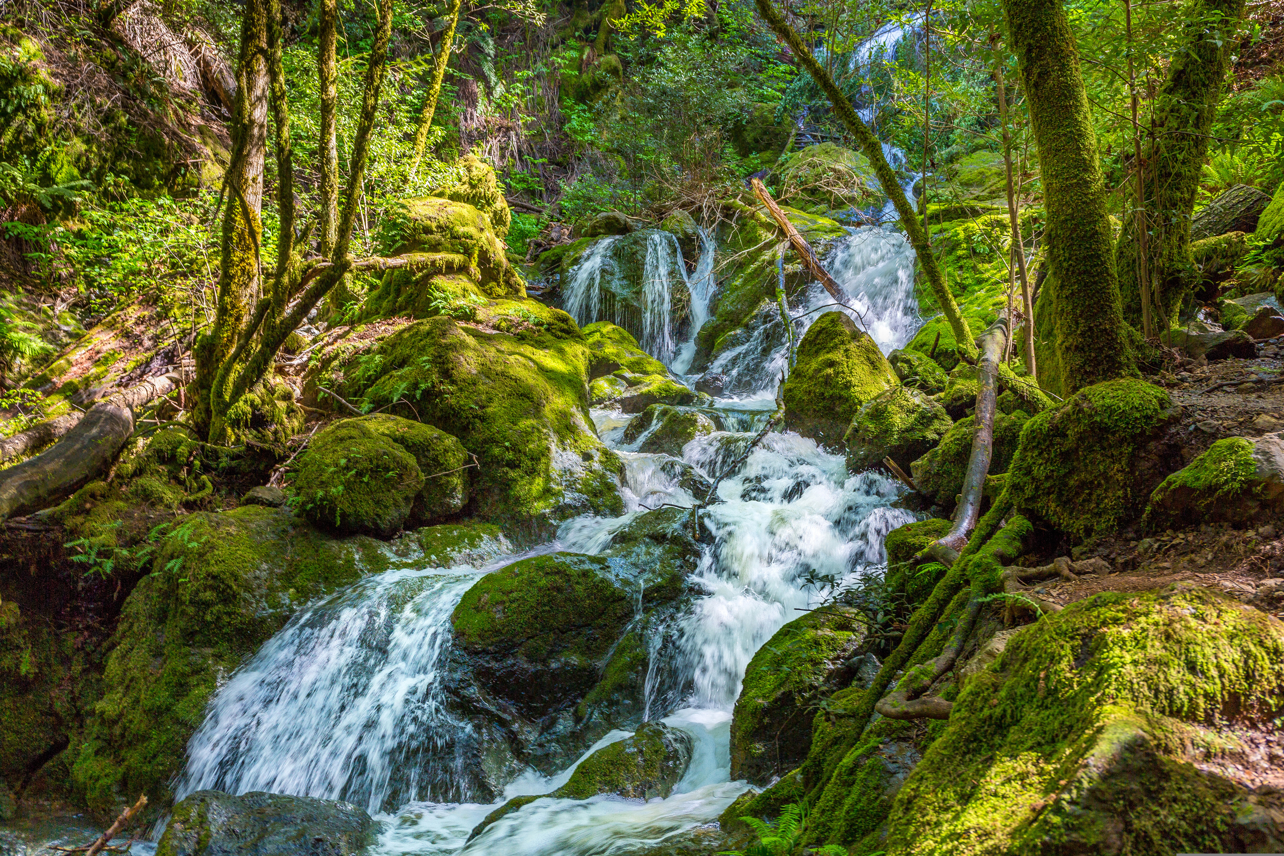 Baixe gratuitamente a imagem Cachoeiras, Floresta, Musgo, Terra/natureza, Cachoeira na área de trabalho do seu PC