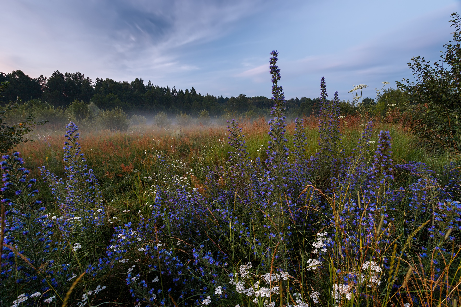 Laden Sie das Natur, Blumen, Blume, Nebel, Morgen, Wiese, Gras, Erde/natur-Bild kostenlos auf Ihren PC-Desktop herunter