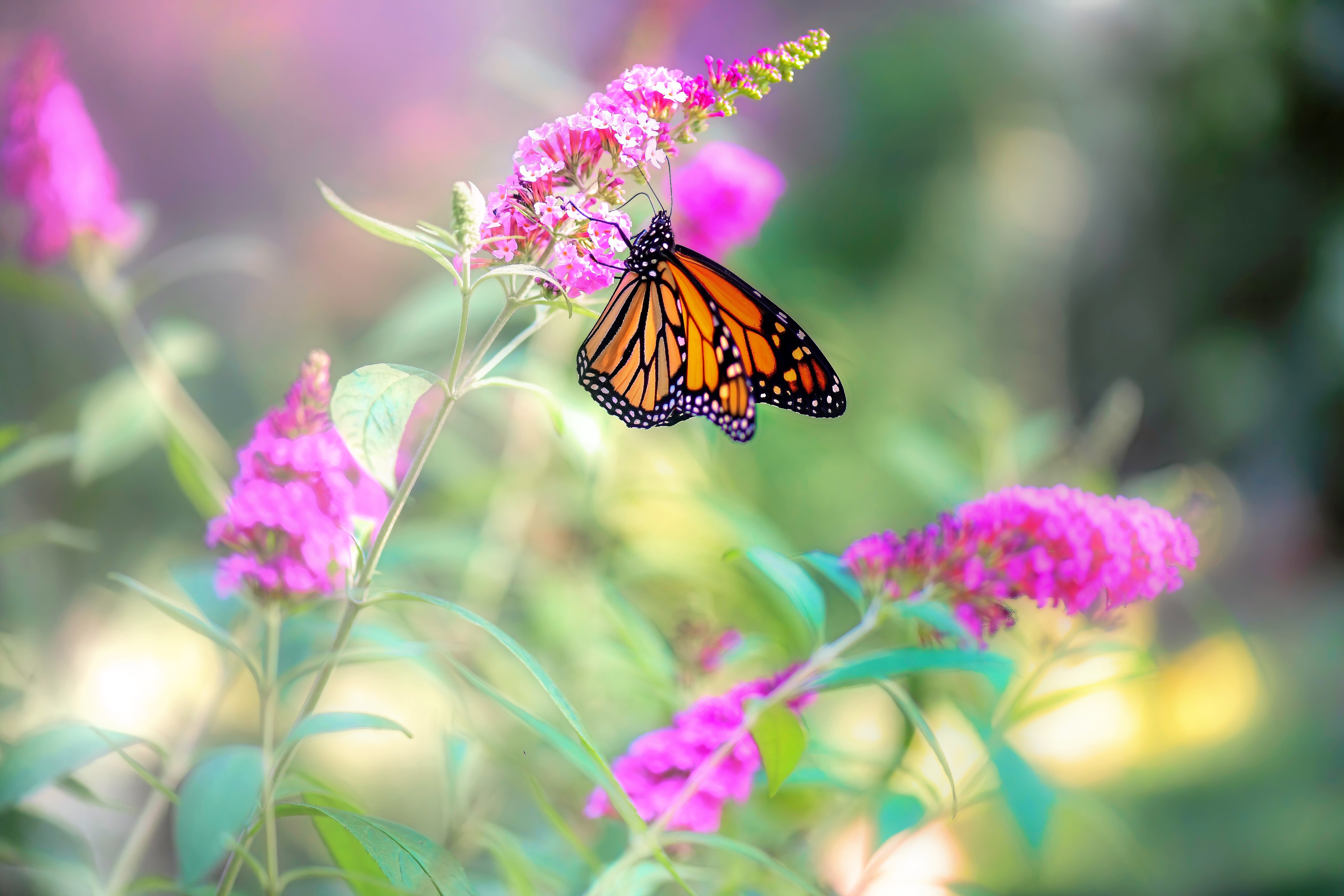 Download mobile wallpaper Nature, Flower, Macro, Butterfly, Animal, Pink Hair for free.