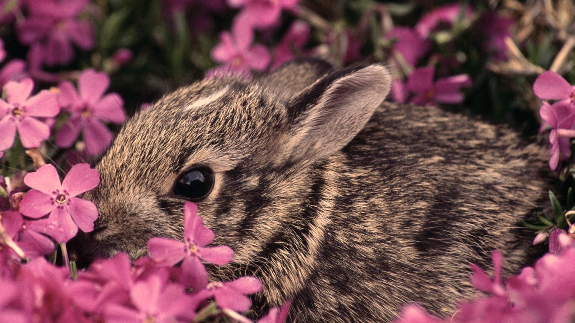 Laden Sie das Tiere, Hase-Bild kostenlos auf Ihren PC-Desktop herunter