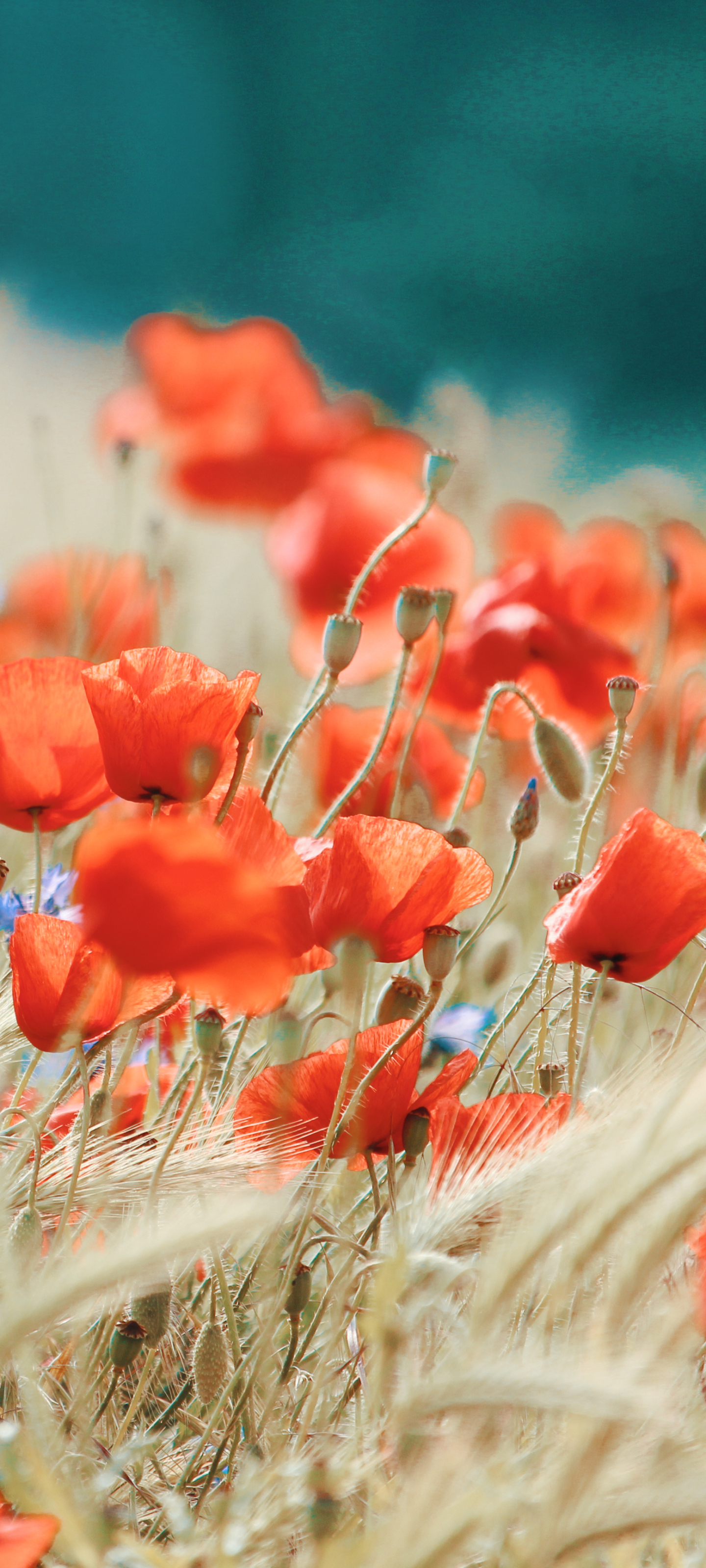 Handy-Wallpaper Natur, Blumen, Mohn, Sommer, Rote Blume, Erde/natur kostenlos herunterladen.