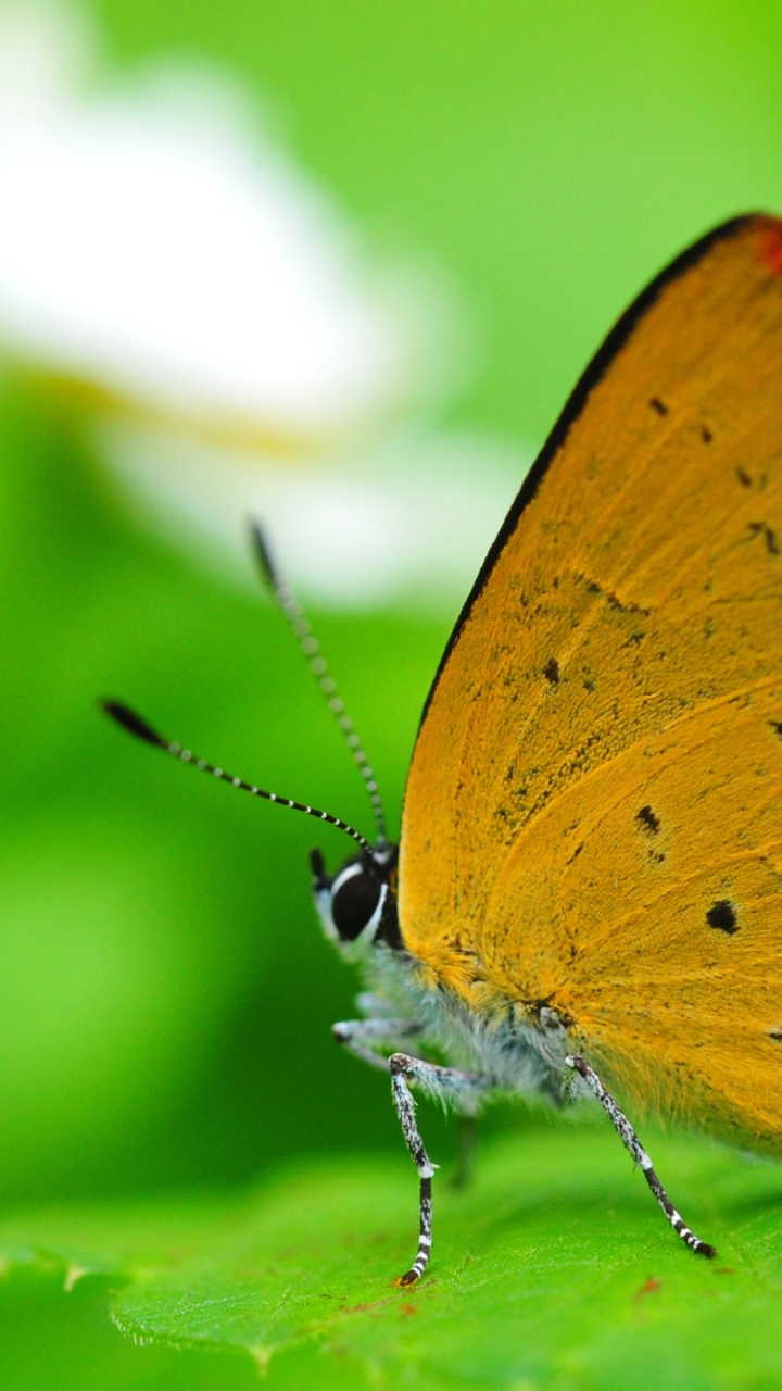 Descarga gratuita de fondo de pantalla para móvil de Animales, Mariposa.