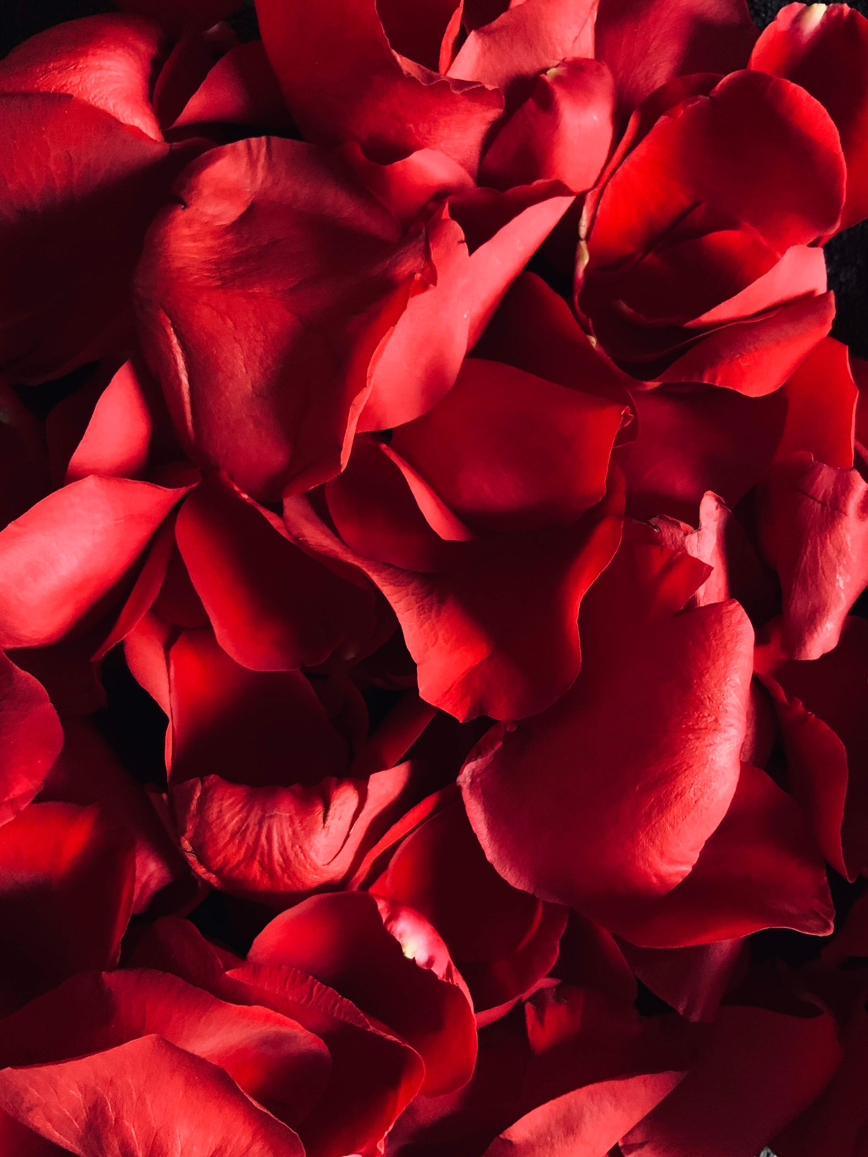 Laden Sie das Makro, Rose, Blütenblätter-Bild kostenlos auf Ihren PC-Desktop herunter