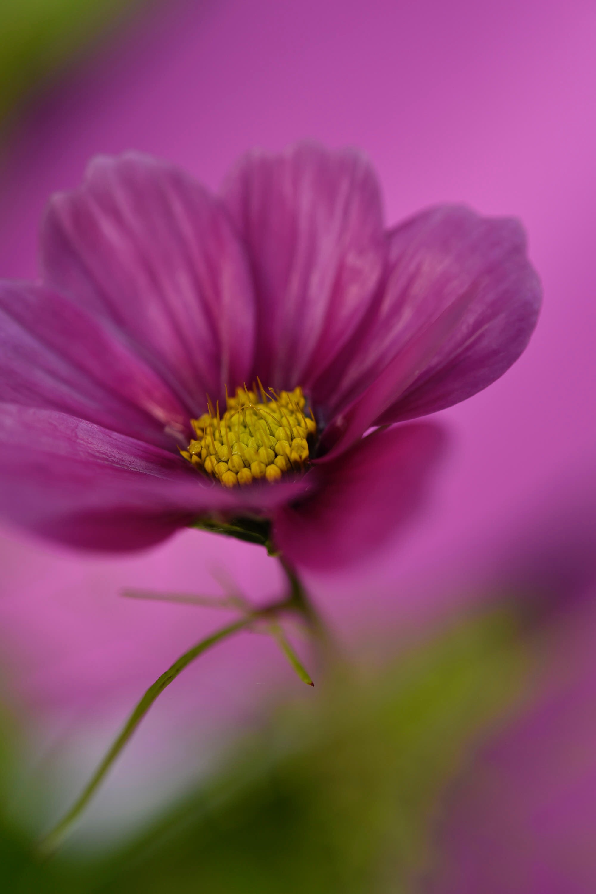 Laden Sie das Makro, Lila, Kosmos, Kosmeya, Blume, Pflanze-Bild kostenlos auf Ihren PC-Desktop herunter