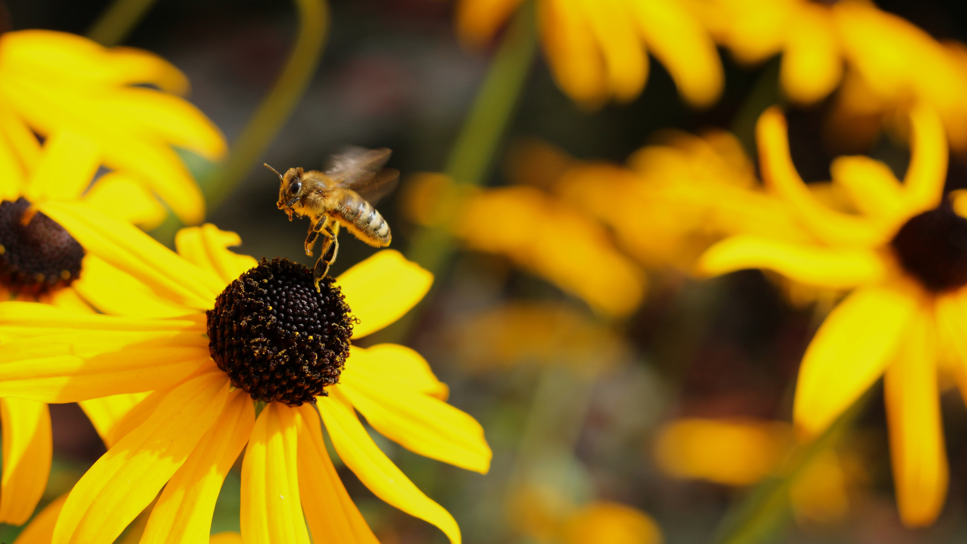 無料モバイル壁紙蜂, 昆虫, 閉じる, 大きい, 黄色, 花, 動物をダウンロードします。