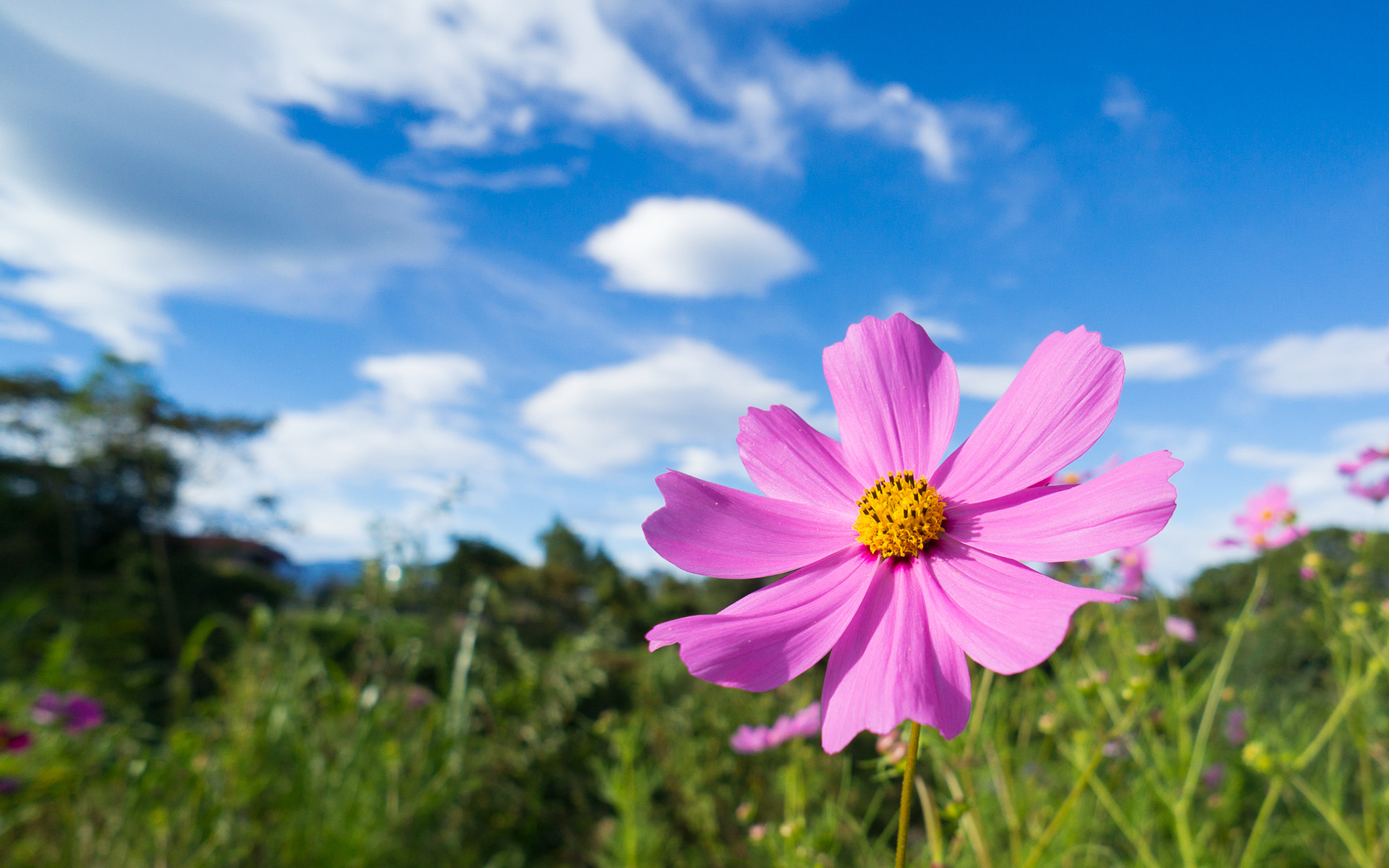 Handy-Wallpaper Blumen, Blume, Erde/natur kostenlos herunterladen.